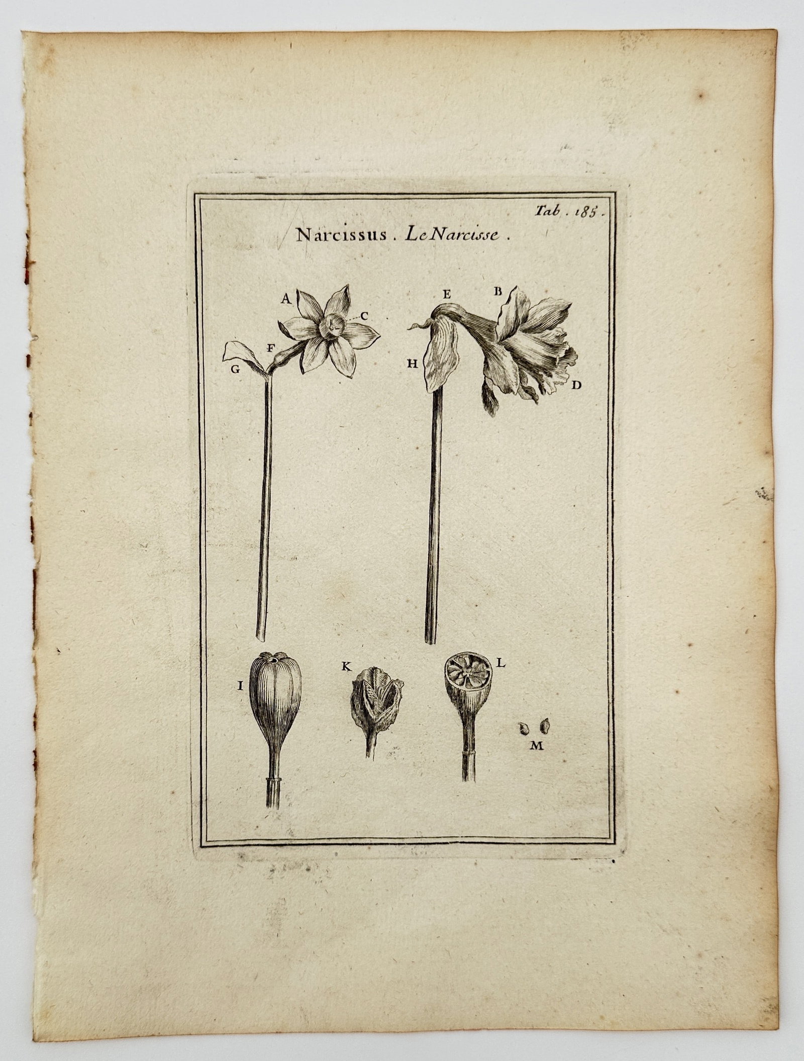 Joseph Pitton de Tournefort (1656–1708) – Narcissus Varieties – Engraving (1700–1719): This botanical illustration depicts several varieties of the Narcissus plant, commonly known as the daffodil. The plate features two full-length flowering stems showing different bloom structures, inc