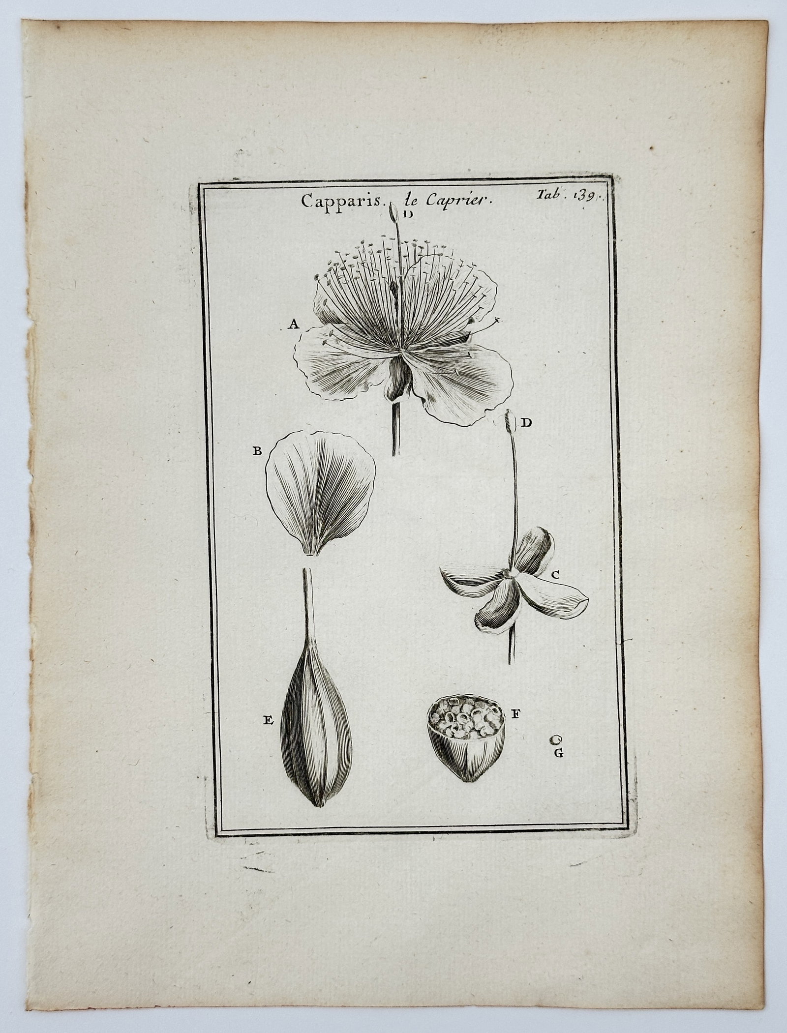 Joseph Pitton de Tournefort (1656–1708) – Caper Plant – Engraving (1700–1719): This botanical illustration presents a comprehensive anatomical study of the caper plant, known by its Latin name Capparis. The central figure features a large, detailed bloom with its characteristic 
