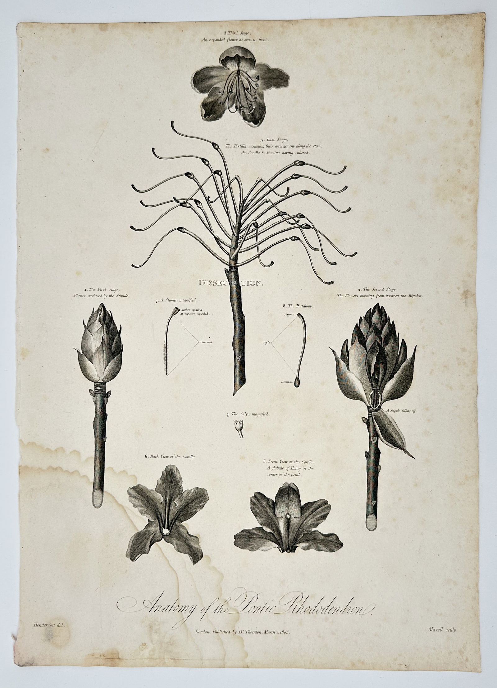 Robert John Thornton (1768–1837) – Anatomy of the Pontic Rhododendron – Stipple: This detailed botanical plate, titled Anatomy of the Pontic Rhododendron, illustrates a scientific dissection of a Rhododendron ponticum flower. The composition features various stages of floral devel
