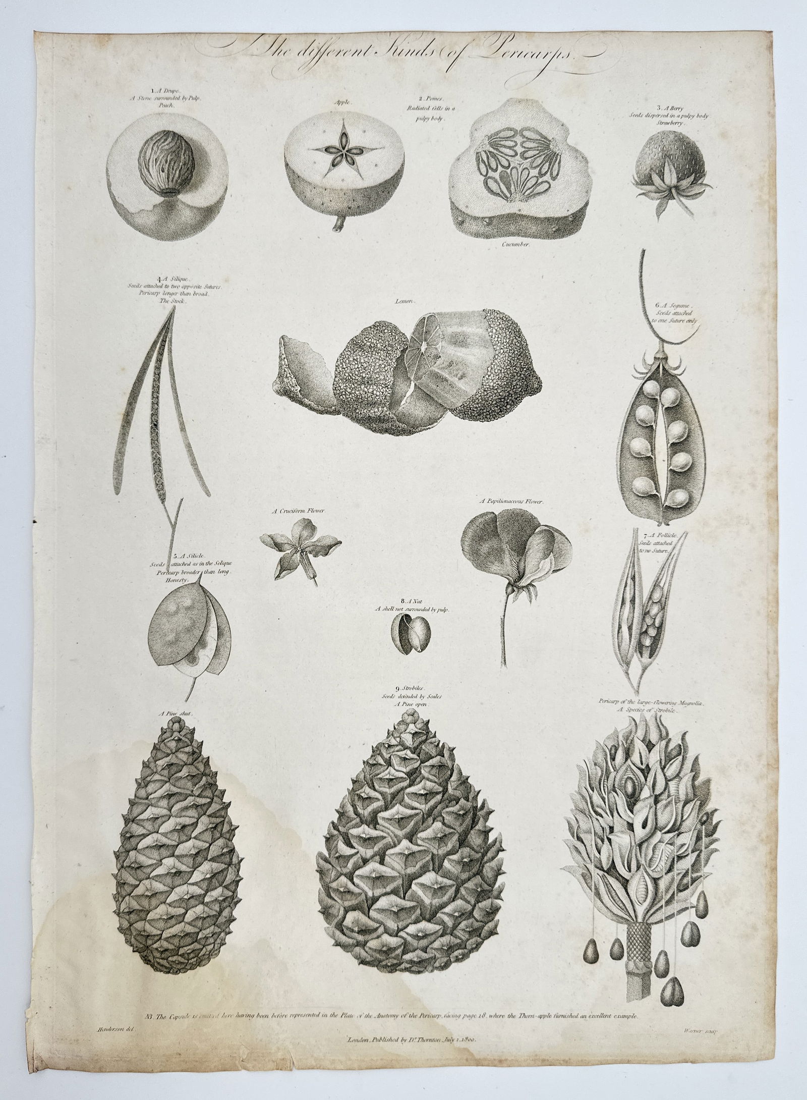 Robert John Thornton (1768–1837) – The Different Kinds of Pericarps – Copperplate: This scientific botanical plate, titled The different Kinds of Pericarps, presents a comprehensive study of the various types of seed-bearing structures (fruit) in plants.The engraving features delica