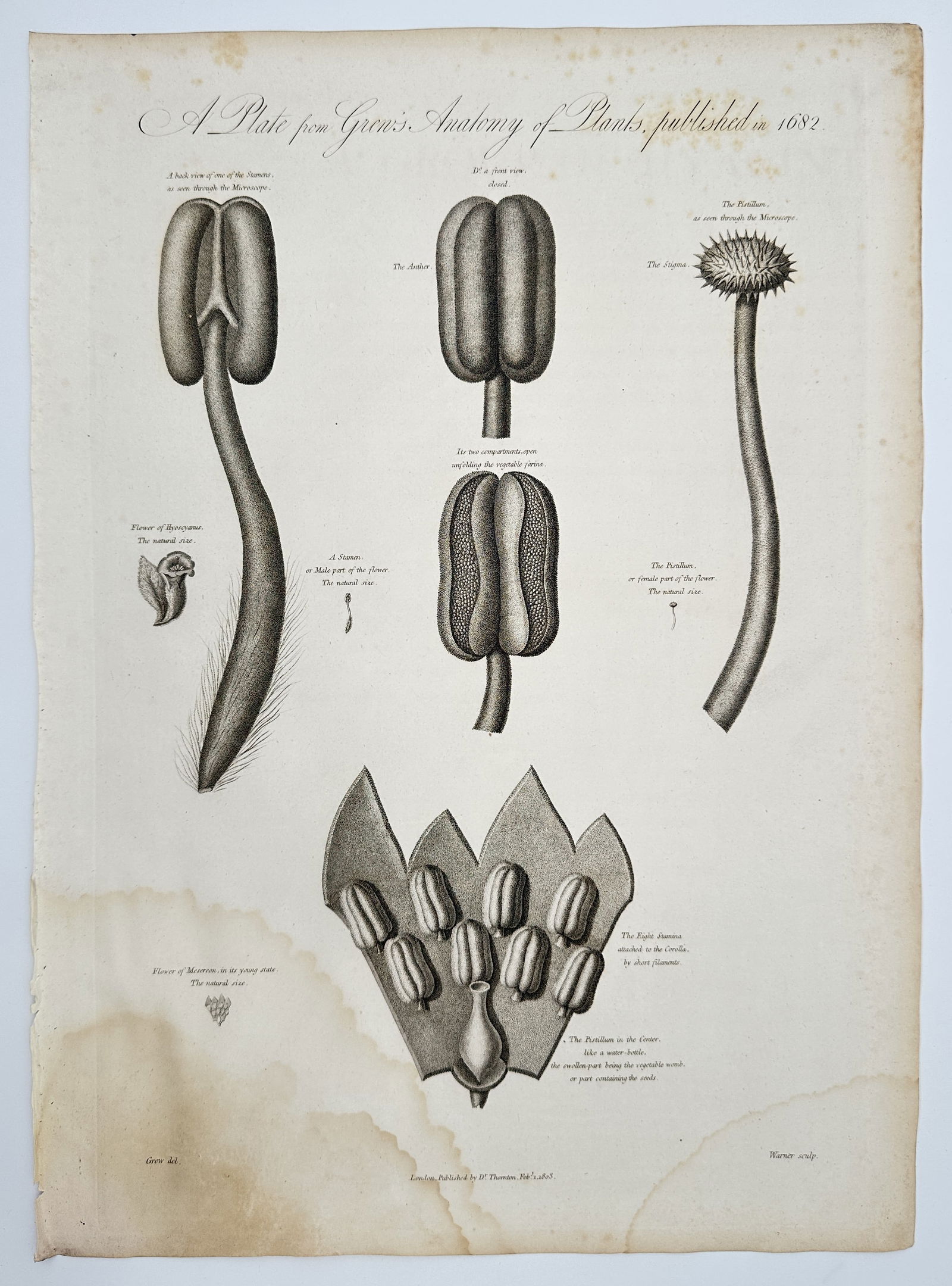 Robert John Thornton (1768–1837) – A Plate from Grew's Anatomy of Plants: This scientific botanical plate, titled A Plate from Grew's Anatomy of Plants, published in 1682, presents a comparative study of plant reproductive organs as viewed through early microscopic technolo