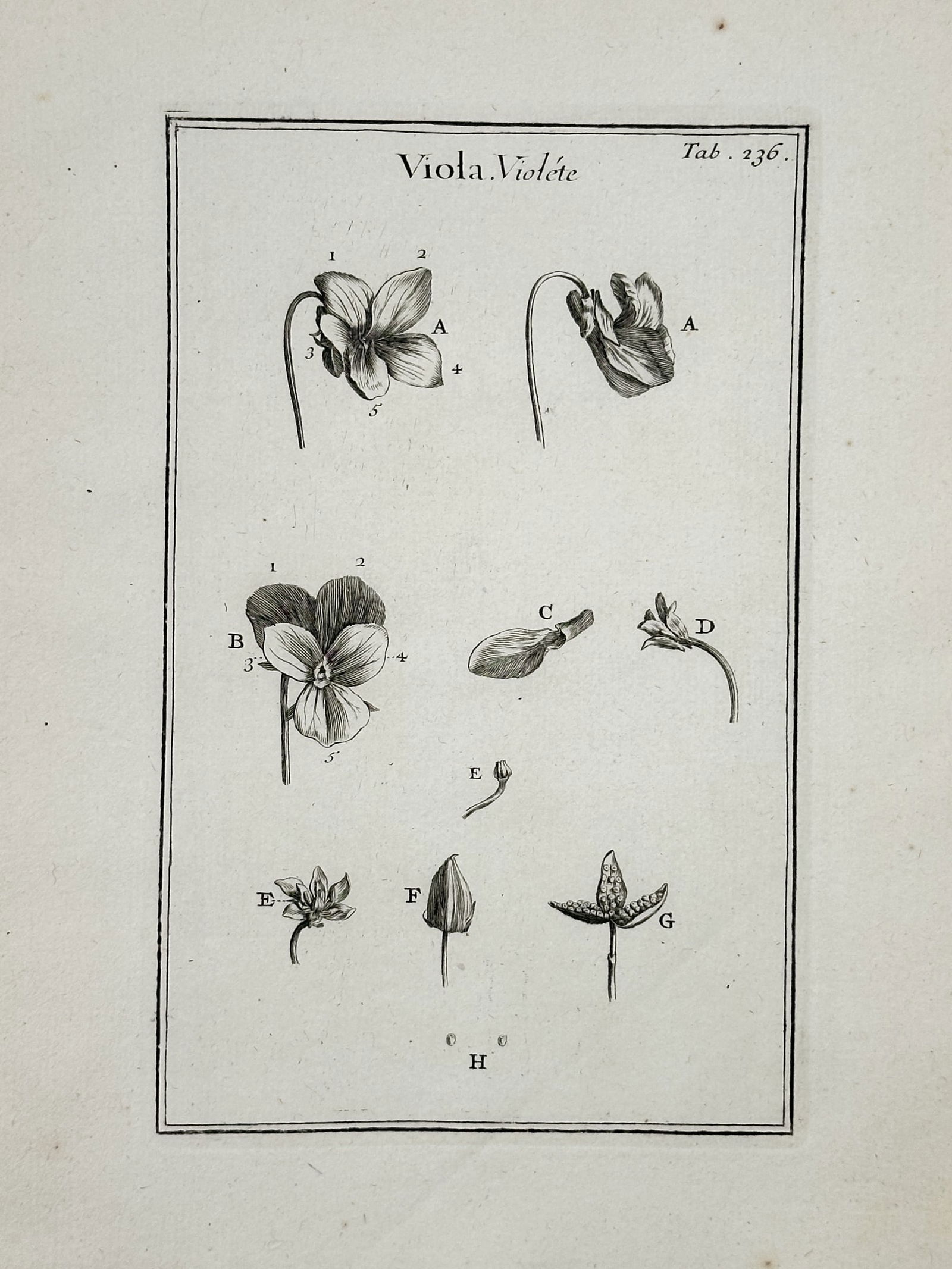 Joseph Pitton de Tournefort (1656–1708) – Botanical Study of the Violet – Engraving (1719) (1 of 2)