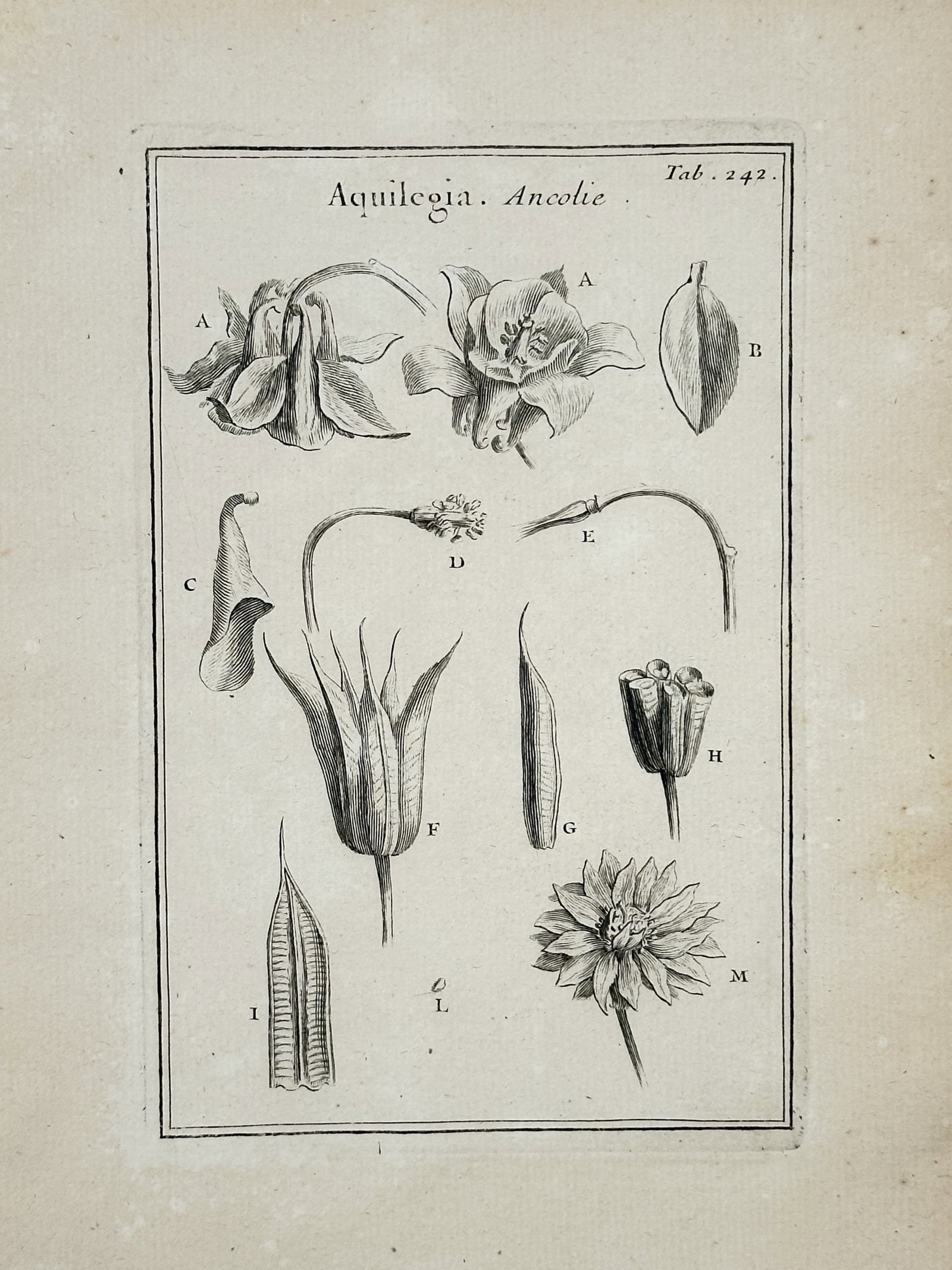 Joseph Pitton de Tournefort (1656–1708) – Botanical Study of the Aquilegia – Engraving (1719): This engraving depicts the botanical details of the Aquilegia plant, showing the flower from various perspectives along with a dissection of its inner structures. The illustration provides a systemati