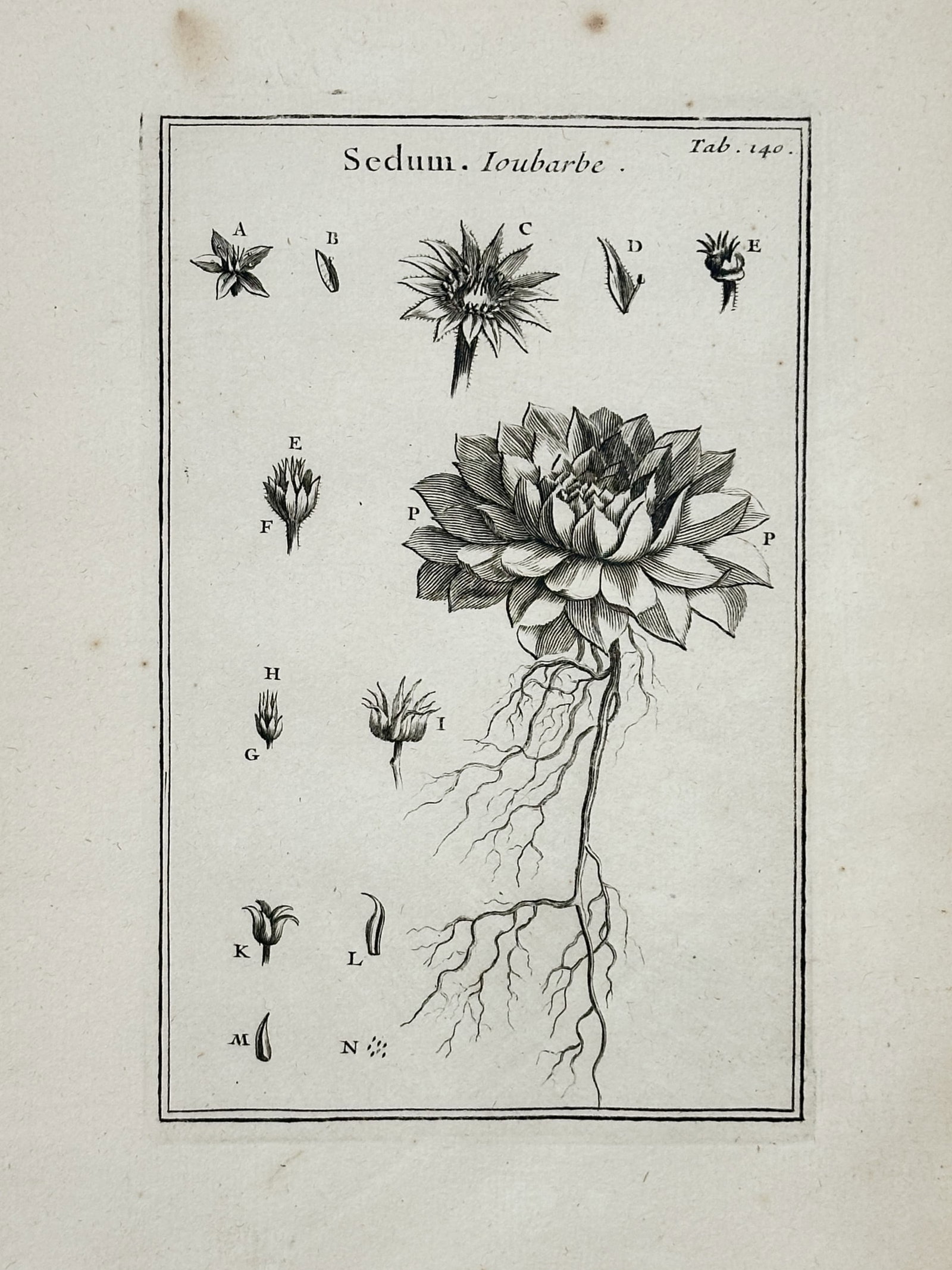 Joseph Pitton de Tournefort (1656–1708) – Botanical Study of the Sedum – Engraving (1719): This engraving depicts the botanical details of the Sedum plant, commonly known as stonecrop or houseleek, featuring a primary specimen showing the root system, fleshy leaves, and central bloom. The i