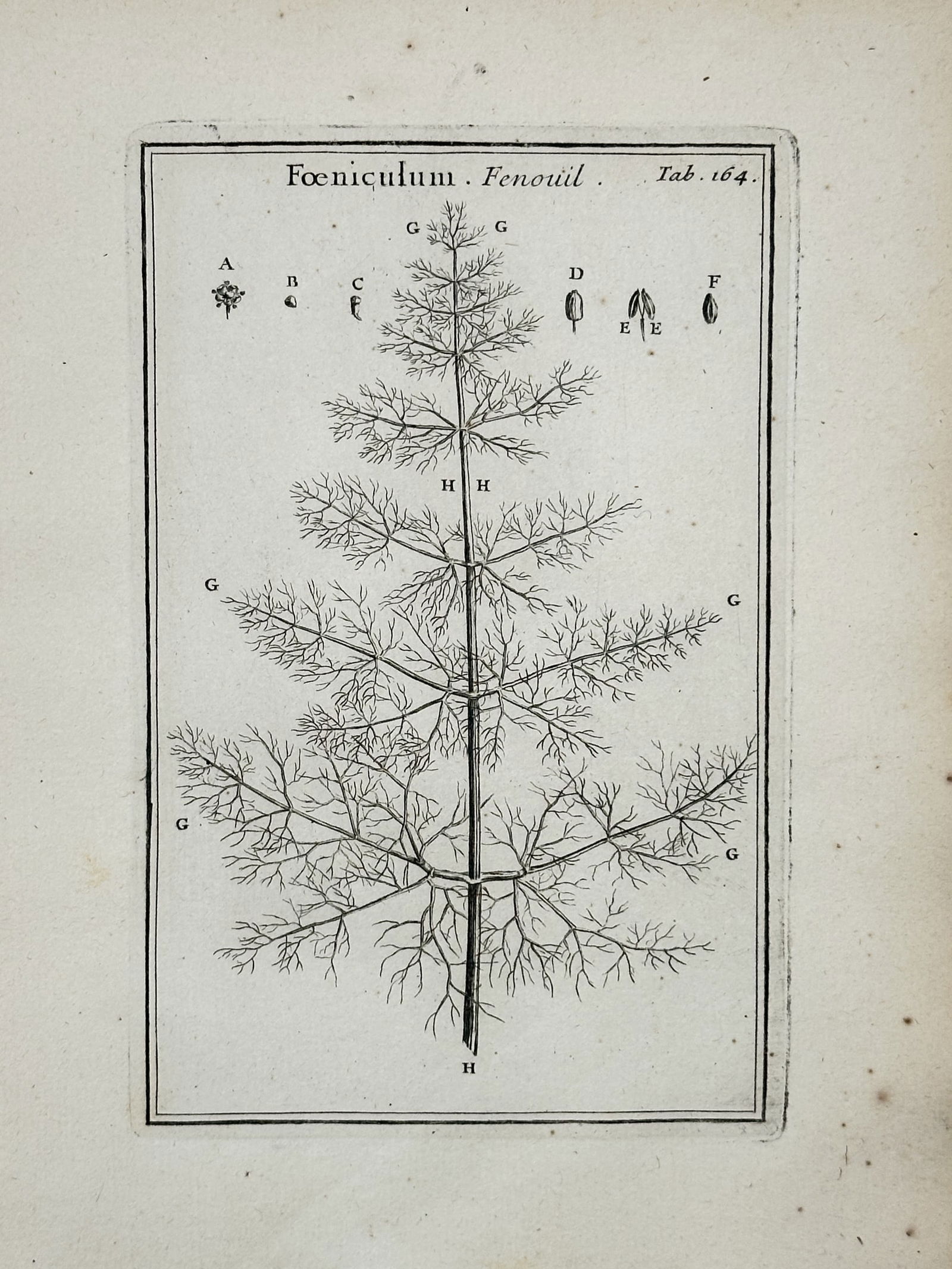 Joseph Pitton de Tournefort (1656–1708) – Botanical Study of the Foeniculum – Engraving (1719) (1 of 2)