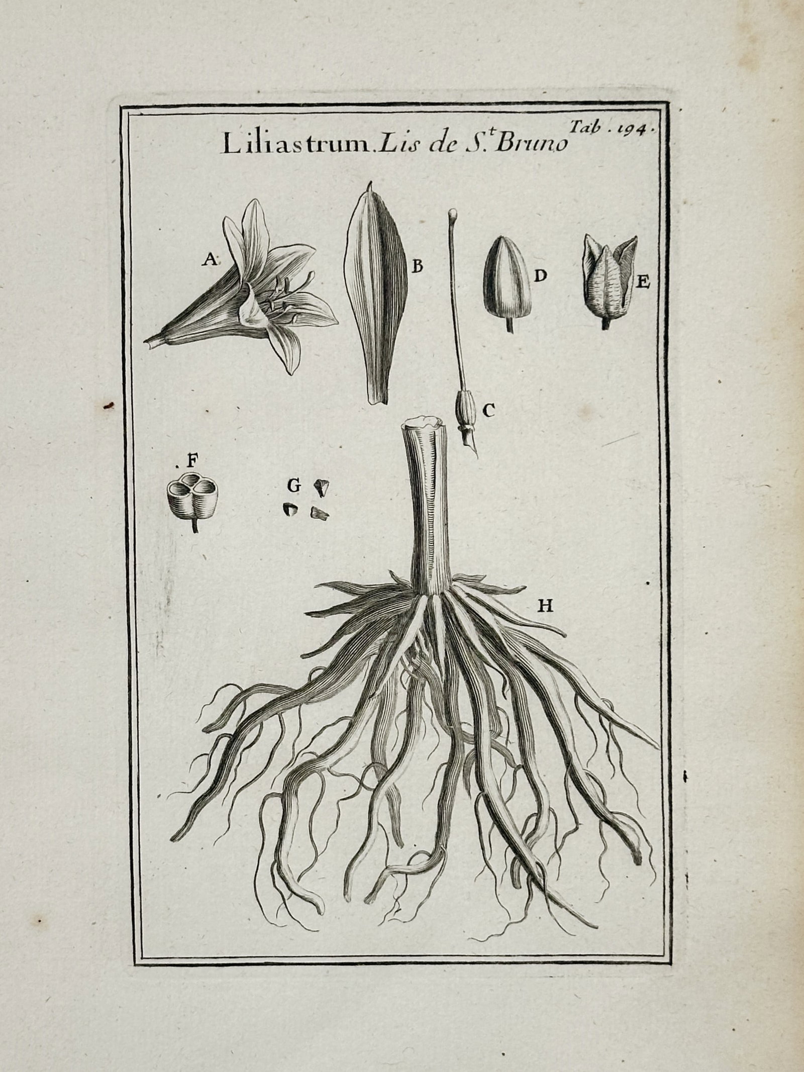 Joseph Pitton de Tournefort (1656–1708) – Botanical Study of the Liliastrum – Engraving (1719): This engraving depicts the botanical details of the Liliastrum plant, commonly known as the St. Bruno's Lily, featuring a central illustration of its robust fibrous root system and a single trumpet-sh