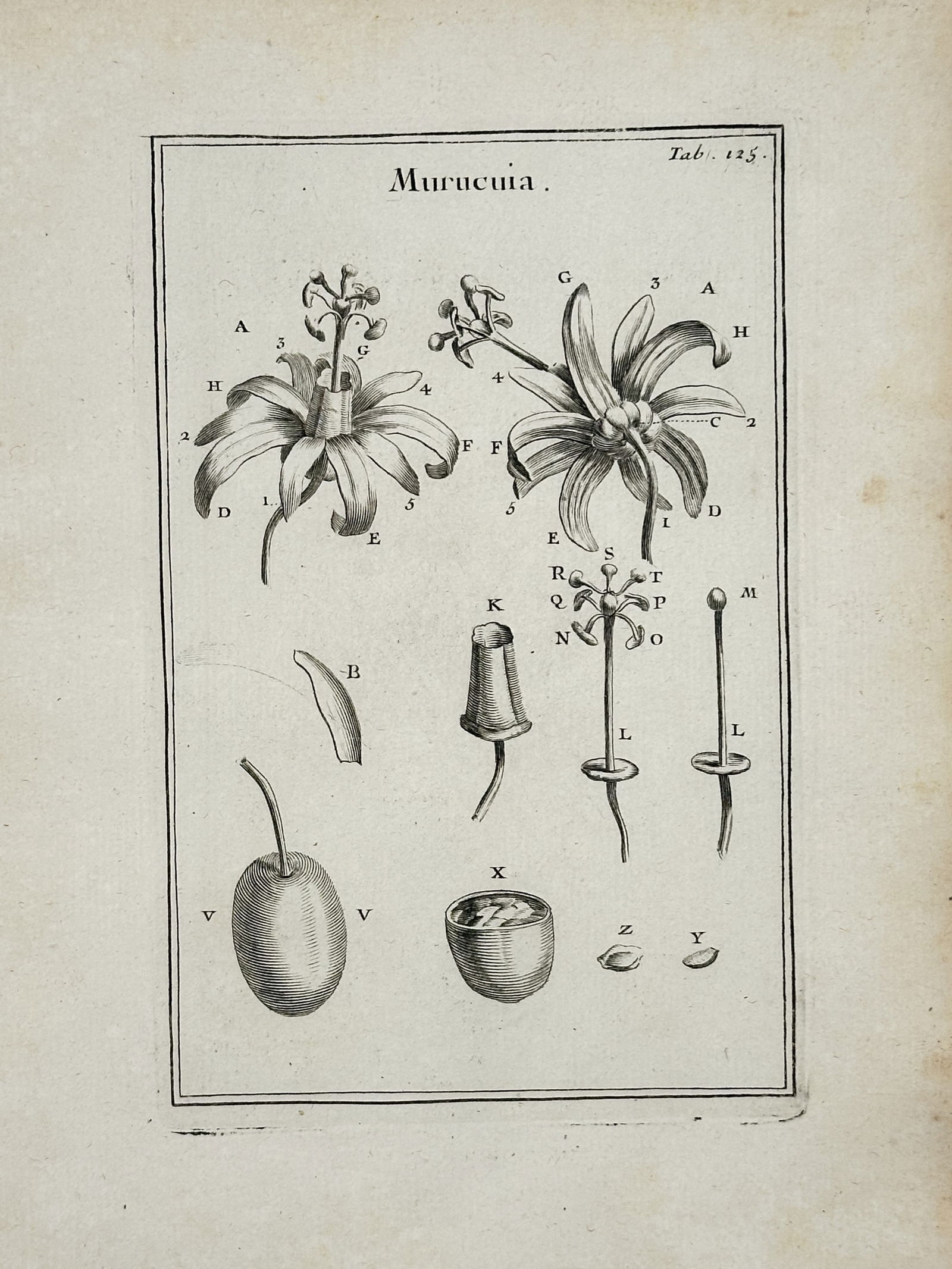 Joseph Pitton de Tournefort (1656–1708) – Botanical Study of the Murucuia – Engraving (1719) (1 of 2)