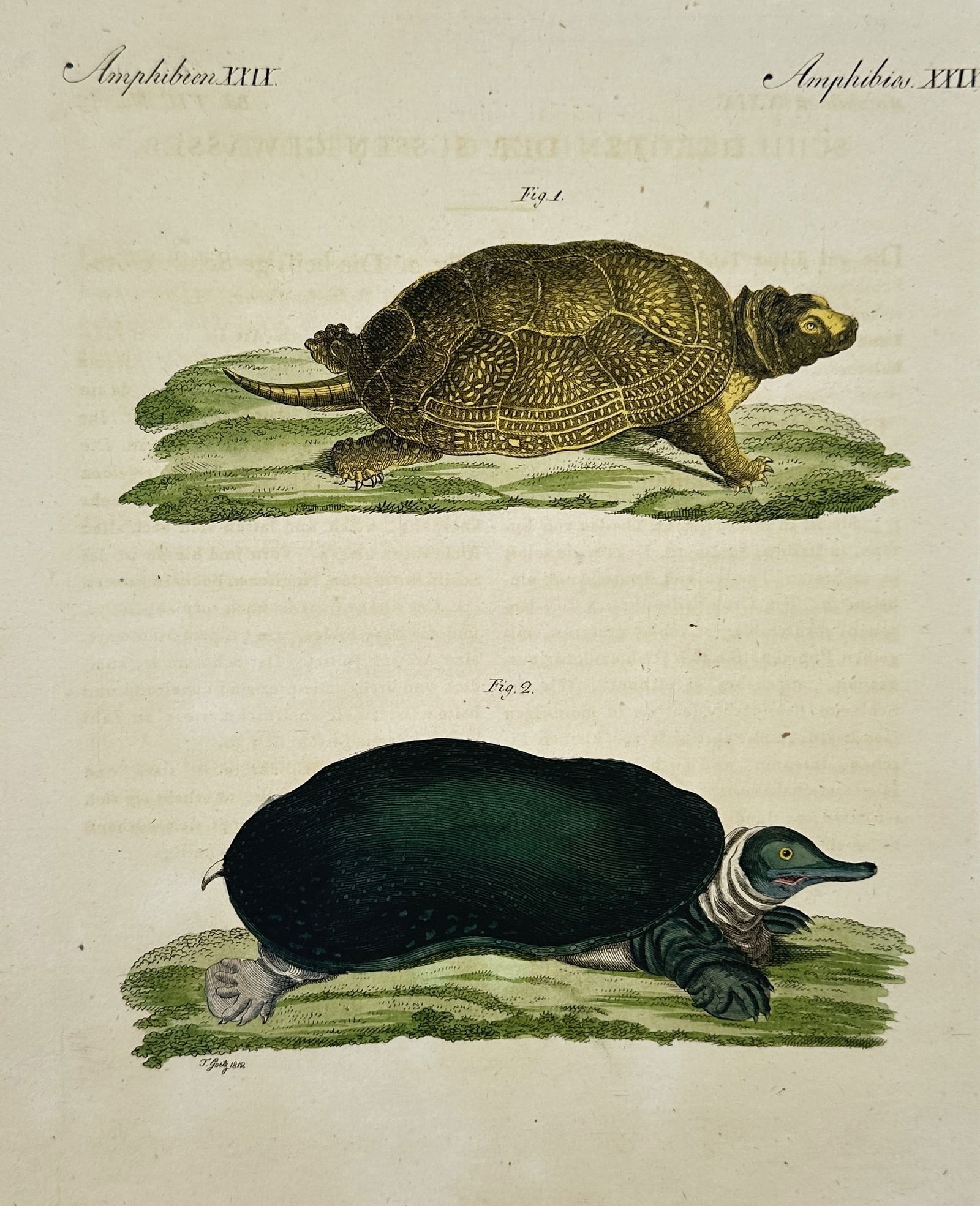 Friedrich Justin Bertuch (1747–1822) – Studies of the Land Tortoise and Softshell Turtle – (1 of 2)