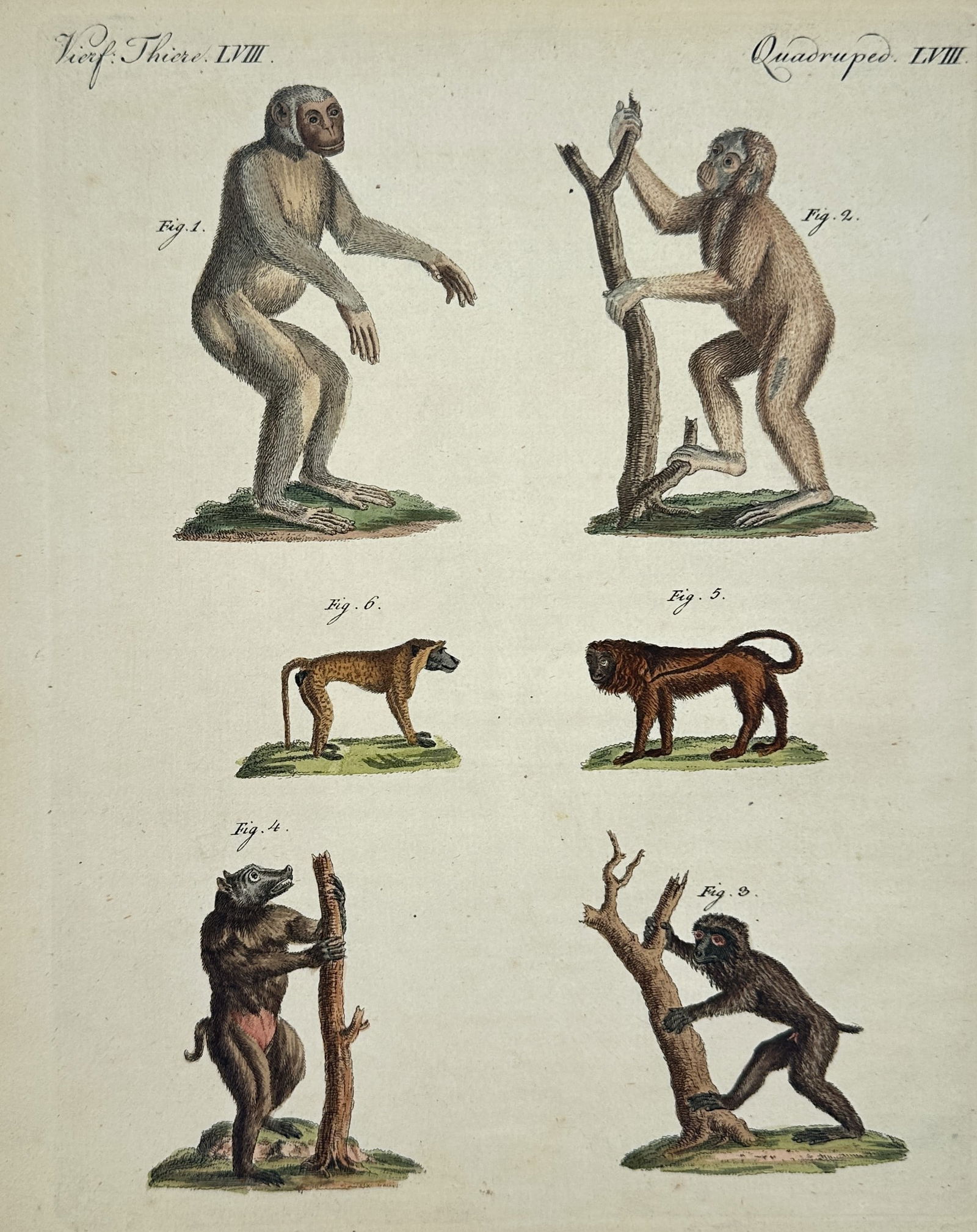 Friedrich Justin Bertuch (1747–1822) – Set of 6: Studies of Primates – Engraving (1795) (1 of 2)