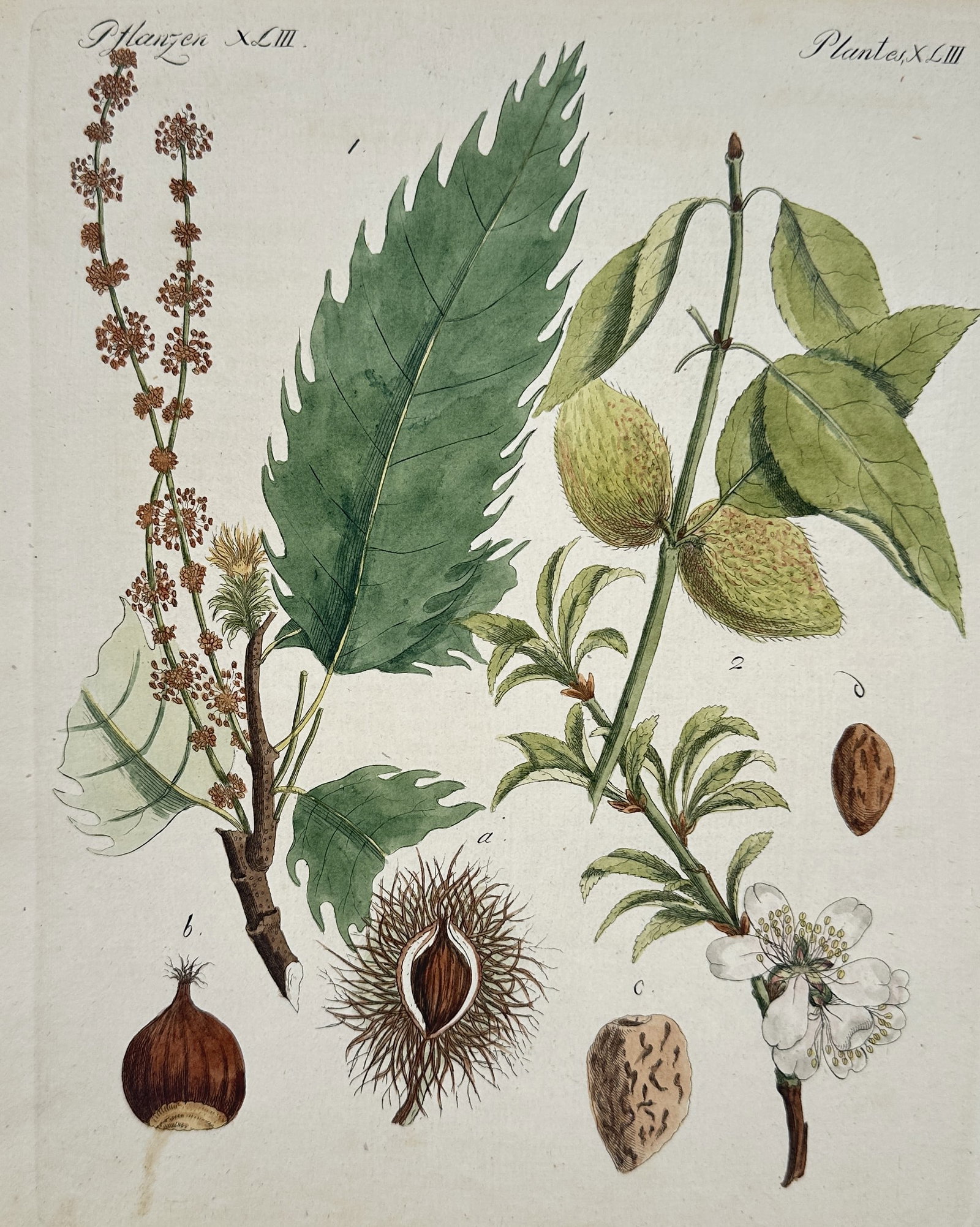 Friedrich Justin Bertuch (1747–1822) – Studies of the Chestnut and Almond – Engraving (1795): This hand-colored engraving depicts two distinct species of nut-bearing trees, featuring a branch of the chestnut with its long catkins and prickly husk and a flowering branch of the almond with its s