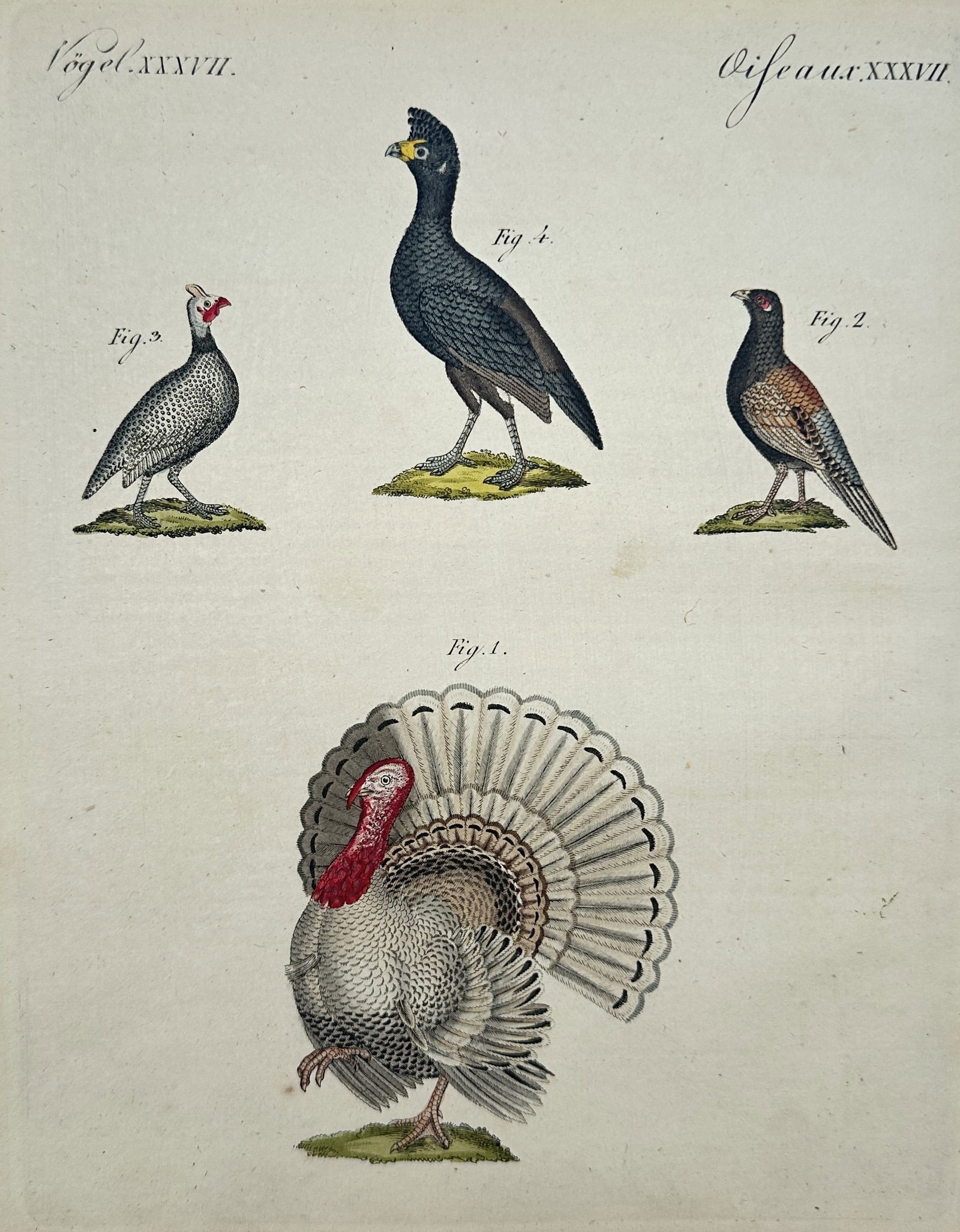 Friedrich Justin Bertuch (1747–1822) – Studies of the Turkey and Game Birds – Engraving (1795) (1 of 2)