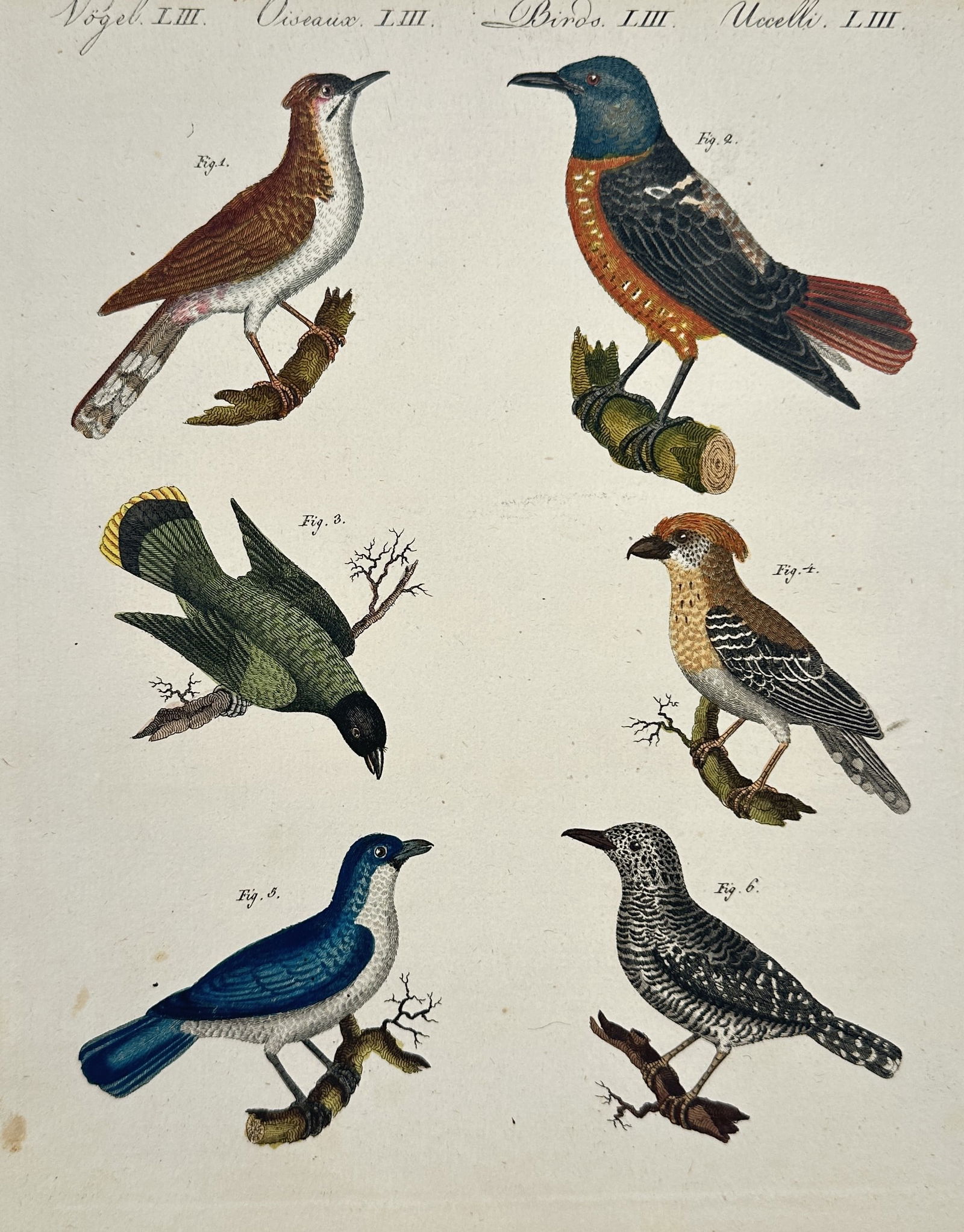 Friedrich Justin Bertuch (1747–1822) – Studies of Songbirds and Perching Birds – Engraving (1 of 2)