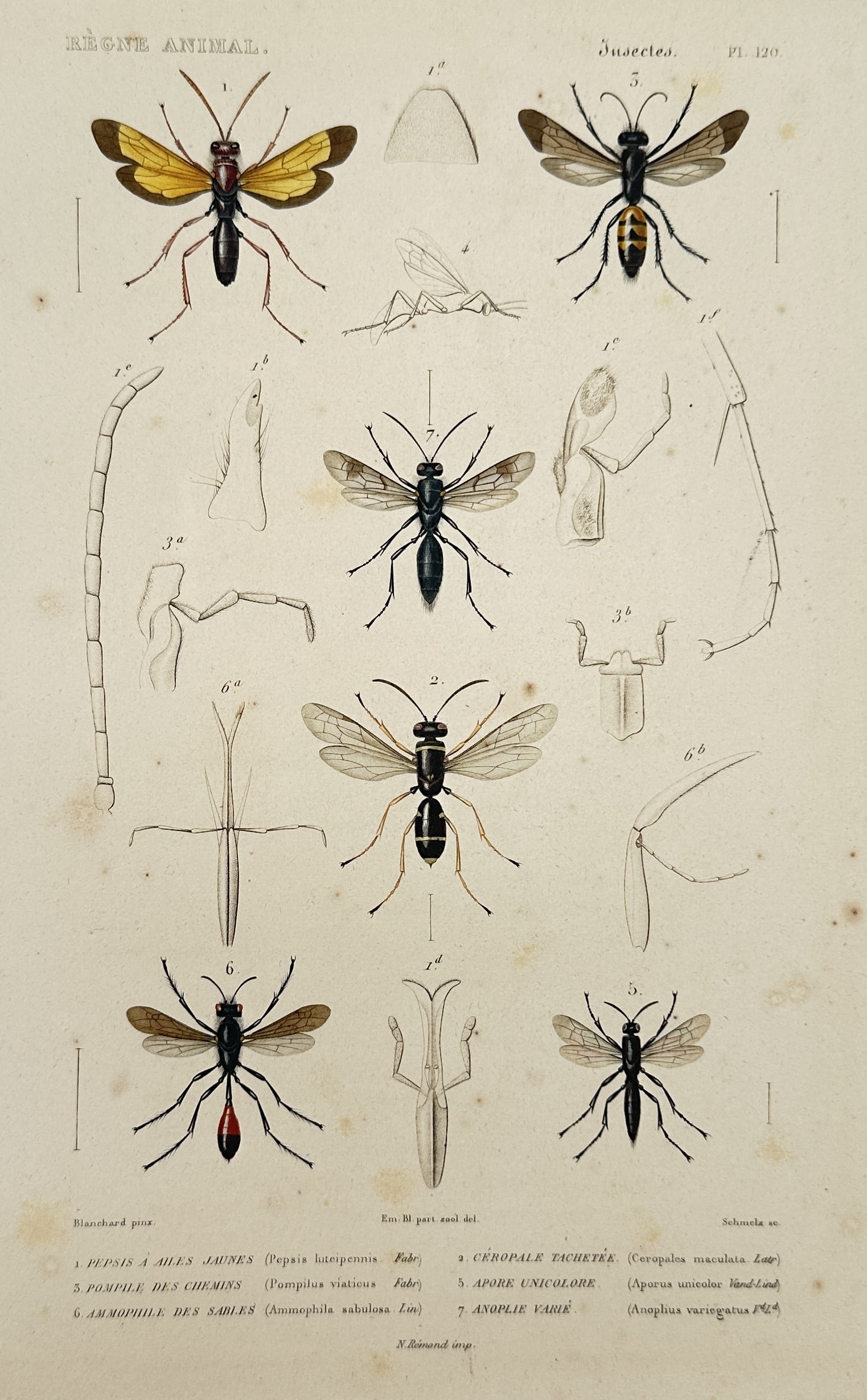 Georges Cuvier – Studies of Pompilid and Sphecid Insects – Engraving (1836): This hand-colored engraving depicts various species of predatory wasps, including the spider-hunting pepsis and the sand-dwelling ammophila. The illustration features six primary specimens shown in fl