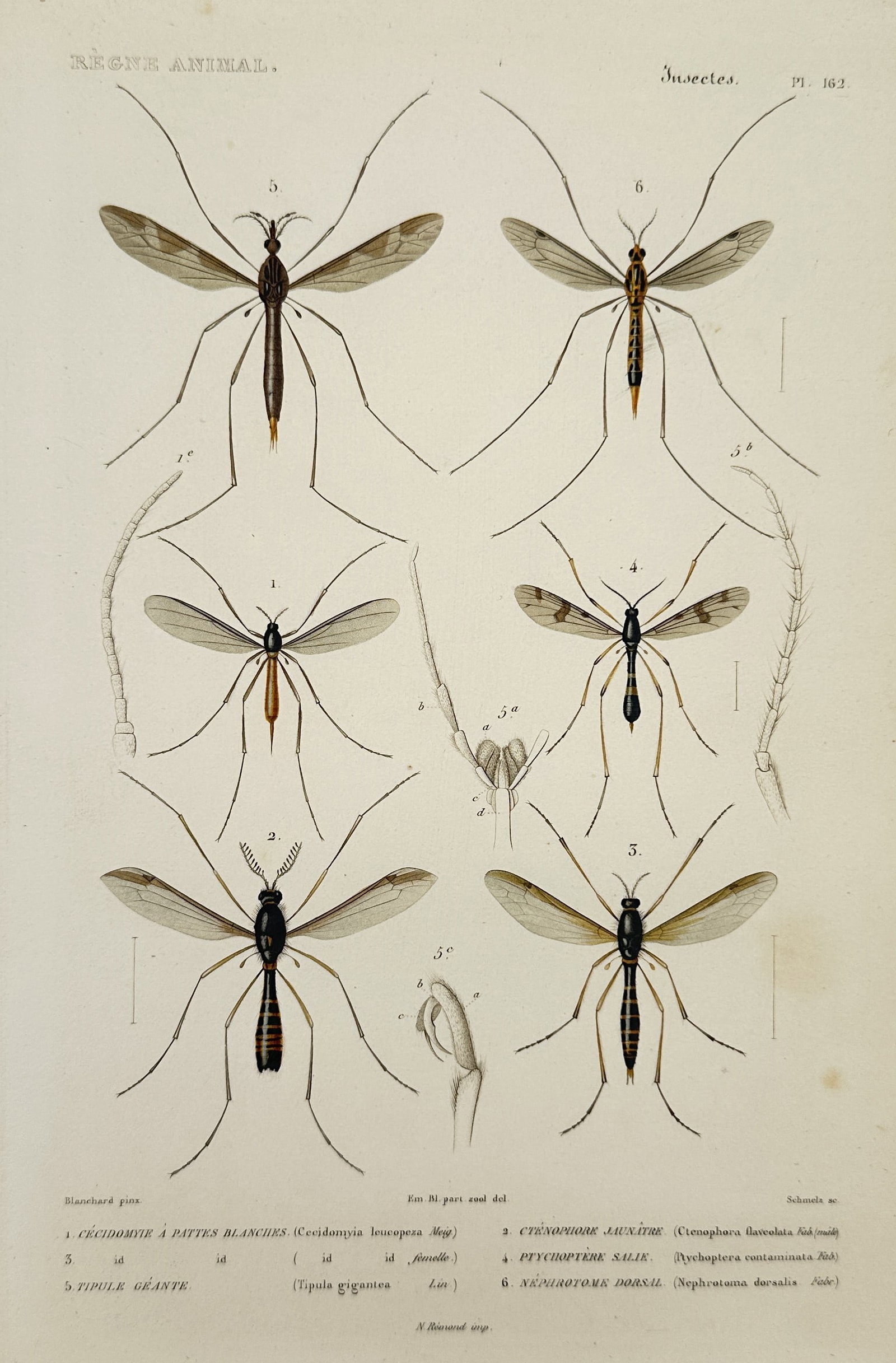 Georges Cuvier – Studies of Tipulidae and Diptera Insects – Engraving (1836): This hand-colored engraving depicts several species of long-legged flies from the order Diptera, specifically focusing on the Tipulidae family, commonly known as crane flies. The illustration features