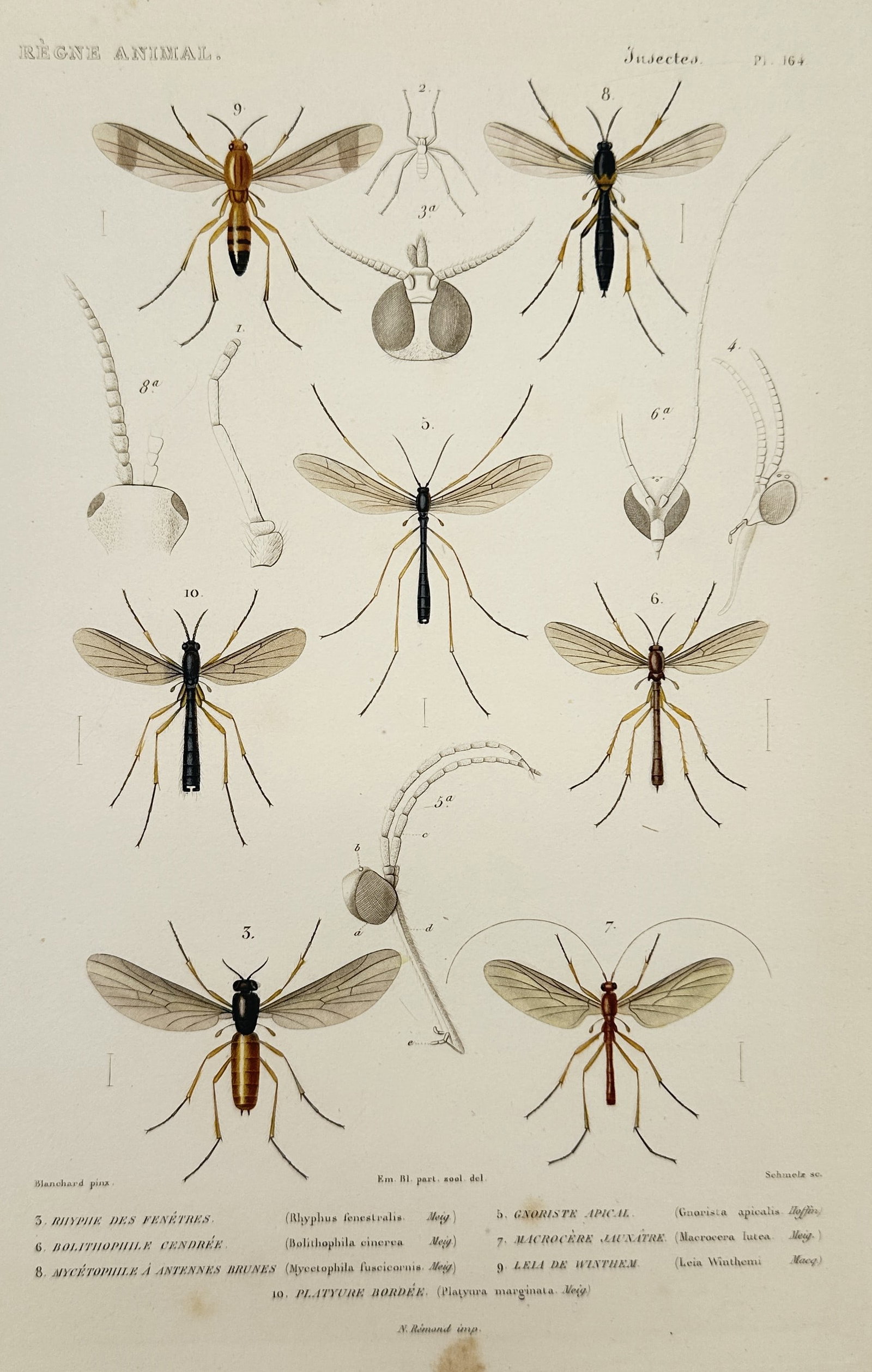 Georges Cuvier – Studies of Diptera and Mycetophilidae Insects – Engraving (1836): This hand-colored engraving depicts several species of flies from the order Diptera, specifically focusing on various families including the Mycetophilidae and others such as Rhyphus. The illustration