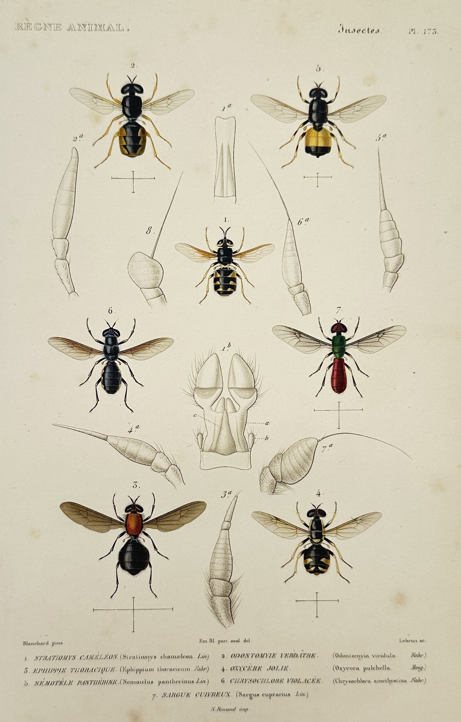 Georges Cuvier (1769-1832) – The Animal Kingdom – hand colored engraving (1836): This illustration features a variety of flies and other dipterous insects, including detailed anatomical studies of their antennae and wings. Such works were part of the expanded editions of the found