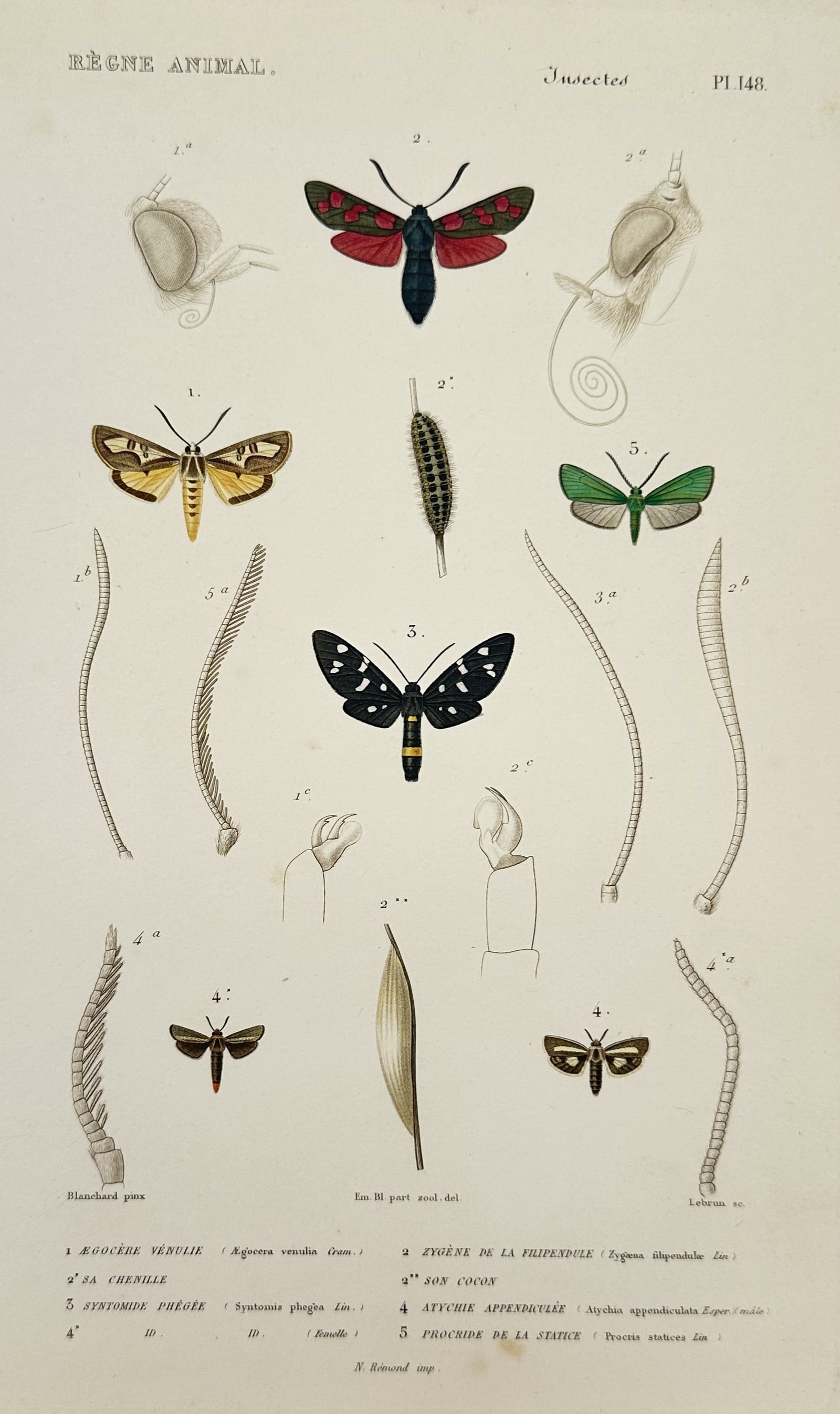 Georges Cuvier – Studies of Lepidoptera and Moths – hand colored engraving (1836): This hand-colored engraving depicts several species of moths from the order Lepidoptera, including the vibrant red-spotted Zygaena (burnet moth) and the striking black-and-white Syntomis. The illustra