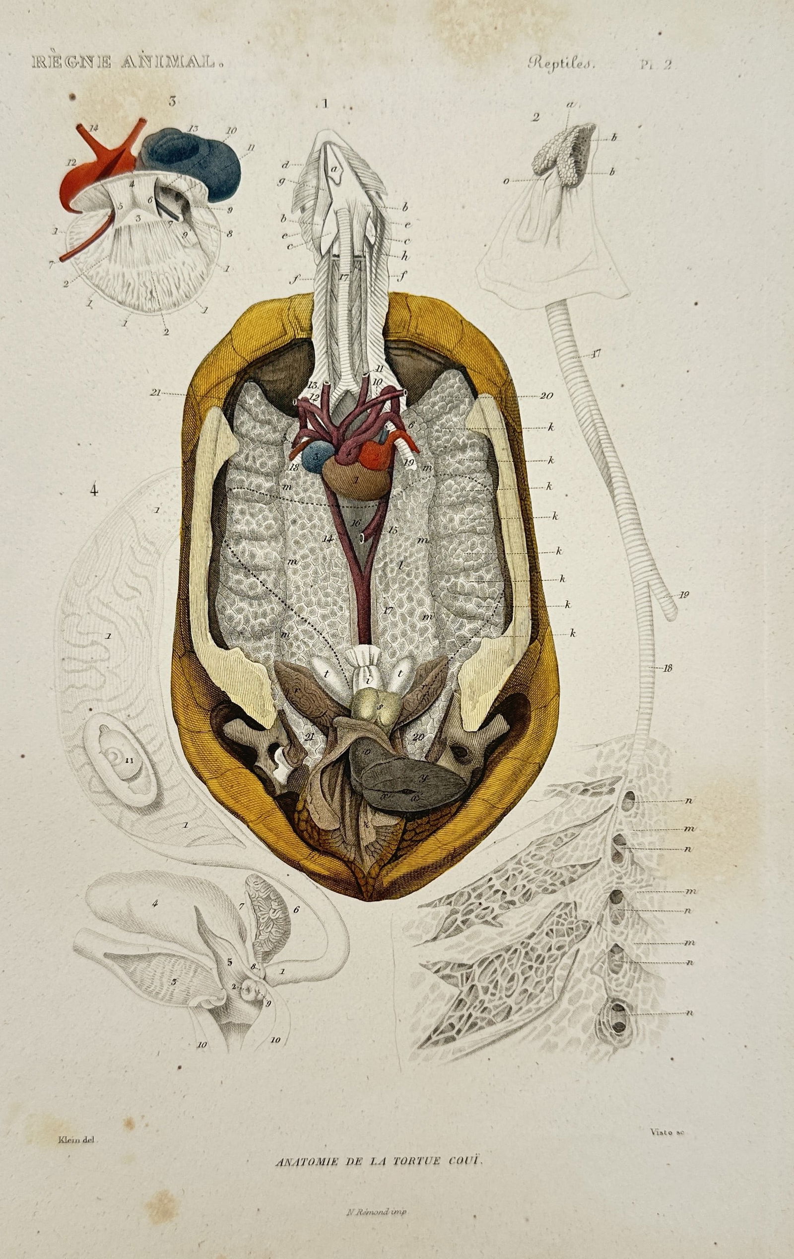 Georges Cuvier – Anatomy of the Ccoui Tortoise – hand colored engraving (1836): This hand-colored engraving depicts the internal biological systems of the Ccoui tortoise, featuring a central longitudinal section that reveals the respiratory and circulatory organs. The plate inclu