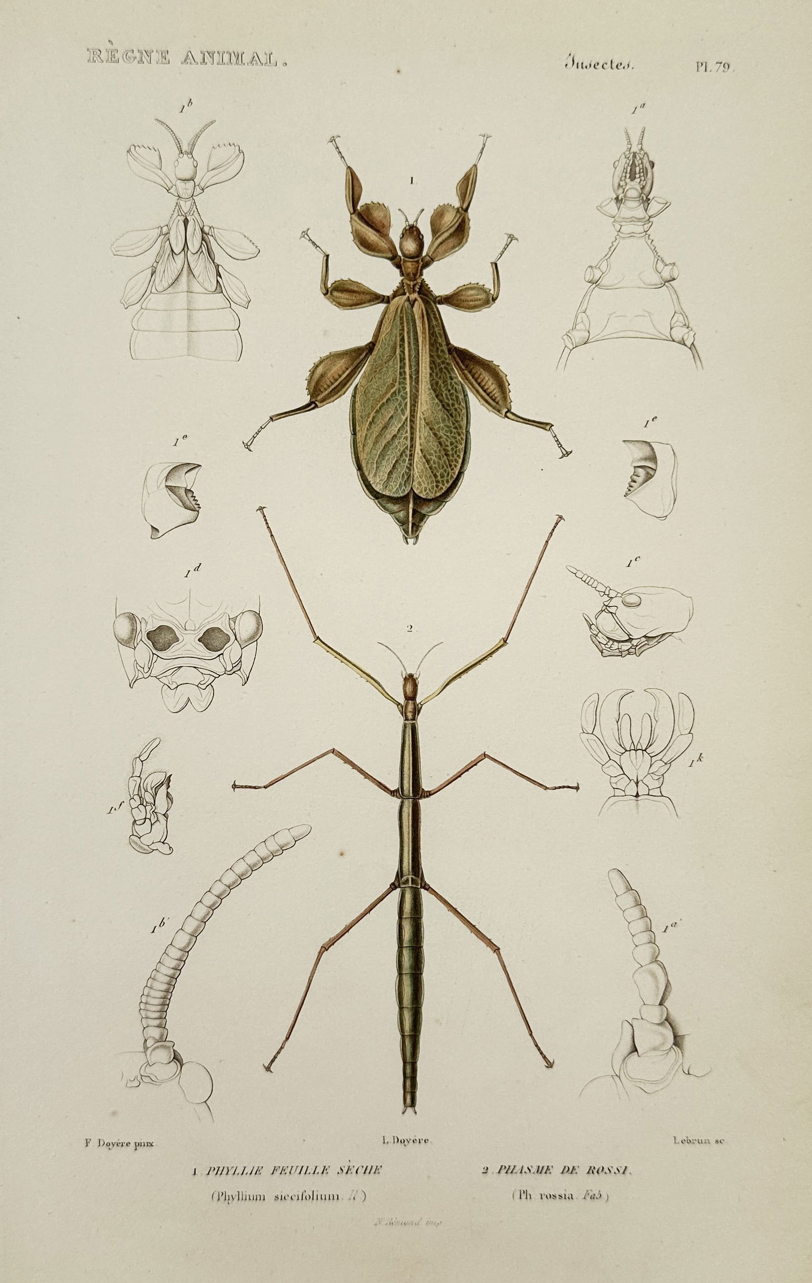 Georges Cuvier – Studies of the Leaf Insect and Walking Stick – hand colored engraving (1836) (1 of 2)