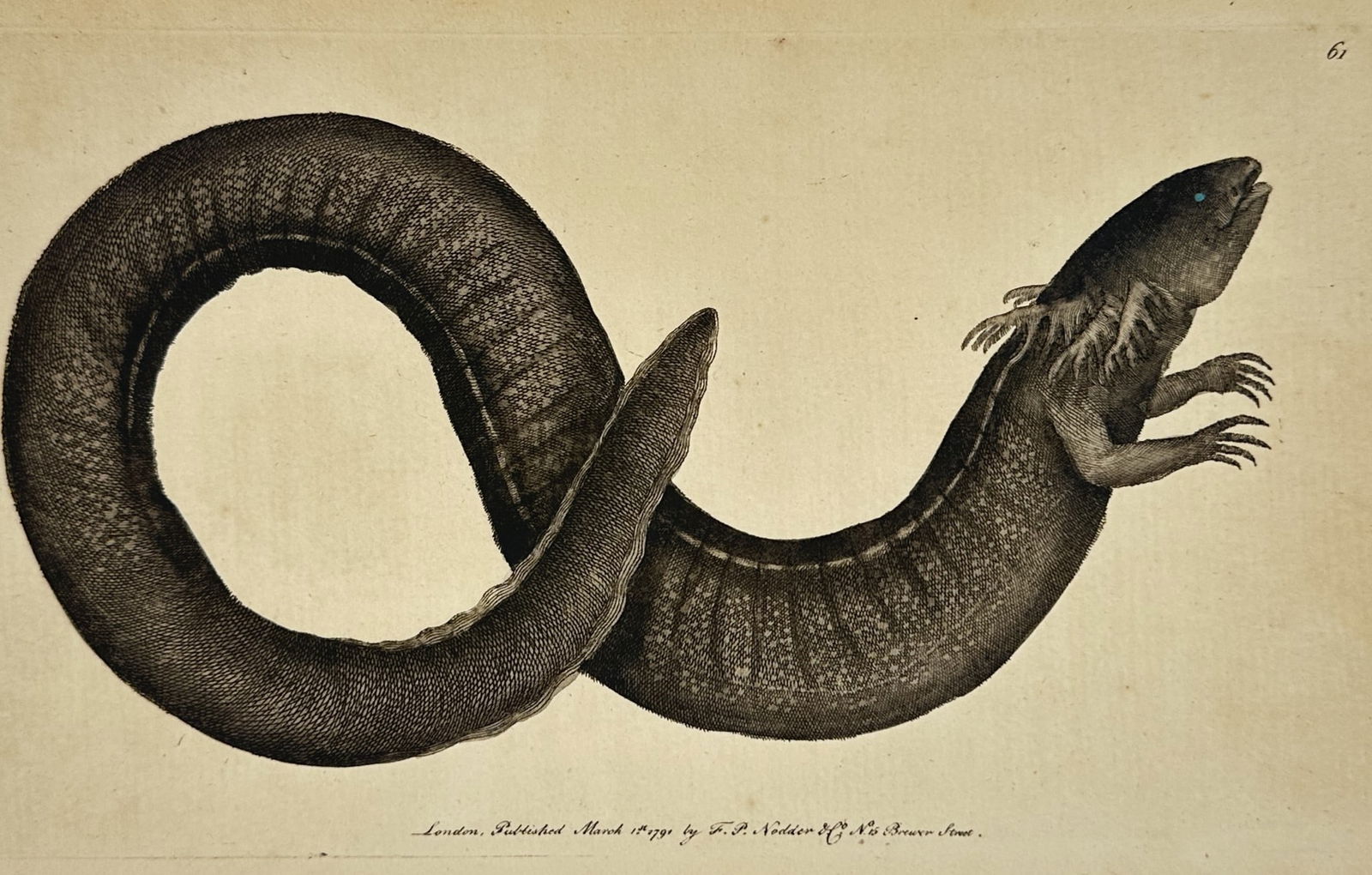 Frederick Polydore Nodder – Biological Study of the Two-Toed Siren – hand colored engraving (1 of 2)