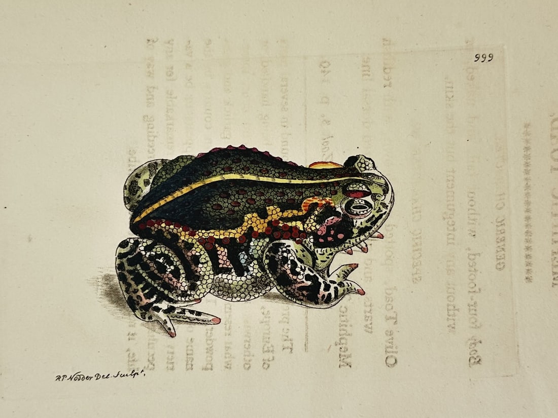 Frederick Polydore Nodder – Biological Study of the Horned Frog – hand colored engraving (1 of 2)