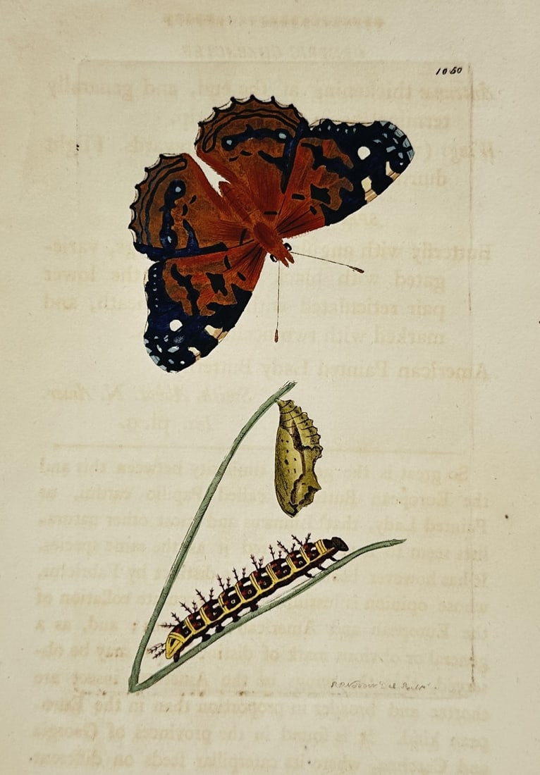 Frederick Polydore Nodder – Life Cycle of the American Painted Lady Butterfly – hand colored (1 of 2)