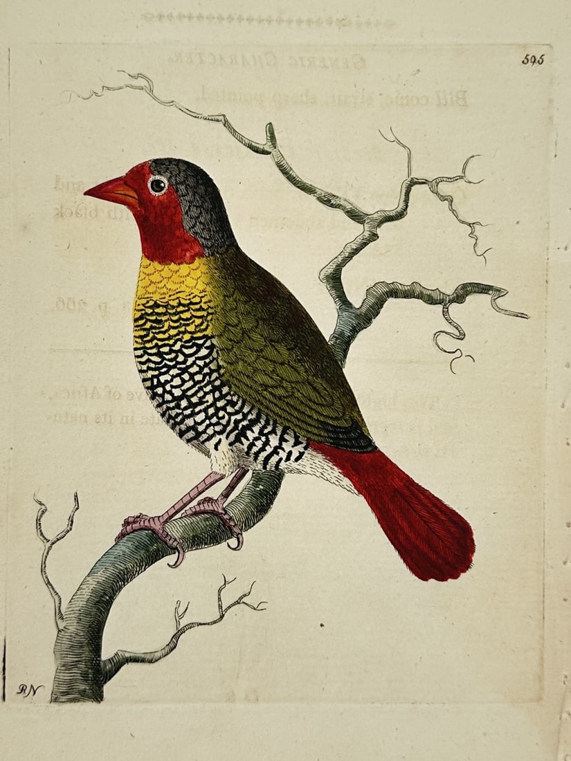 Frederick Polydore Nodder – Biological Study of the Variegated Finch – hand colored engraving (1 of 2)