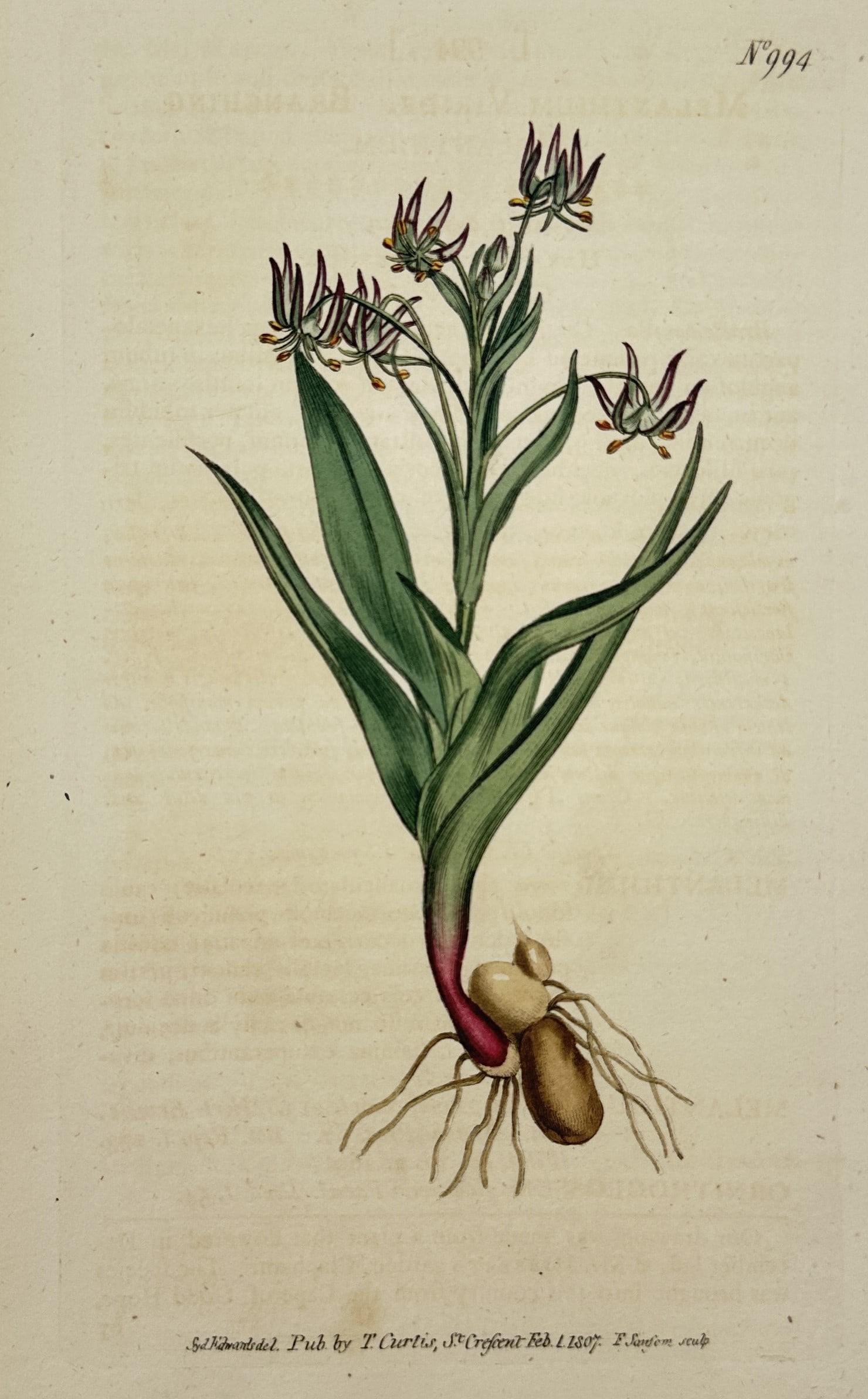 William Curtis (1746–1799) – Melanthium Virginicum or Virginian Melanthium – hand colored: This hand colored engraving depicts a Virginian Melanthium, showing the plant in full bloom with its slender green leaves, tall stem, and delicate purple-edged flowers. The illustration includes a det