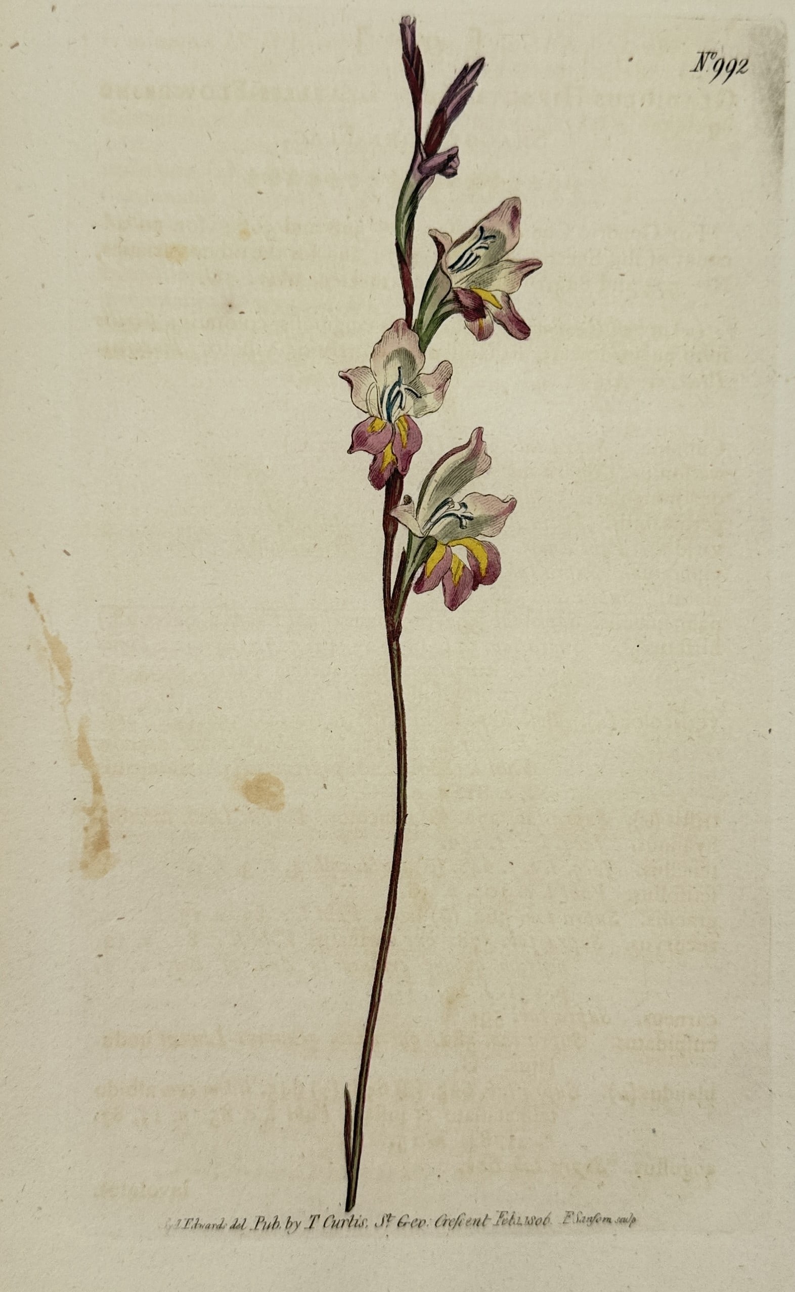 William Curtis – Botanical Study of the Slender-flowered Gladiolus – hand colored engraving: This hand colored engraving depicts a single flowering spike of the slender-flowered gladiolus (Gladiolus gracilis), featuring three delicate blooms with pale petals accented by deep pink and yellow m
