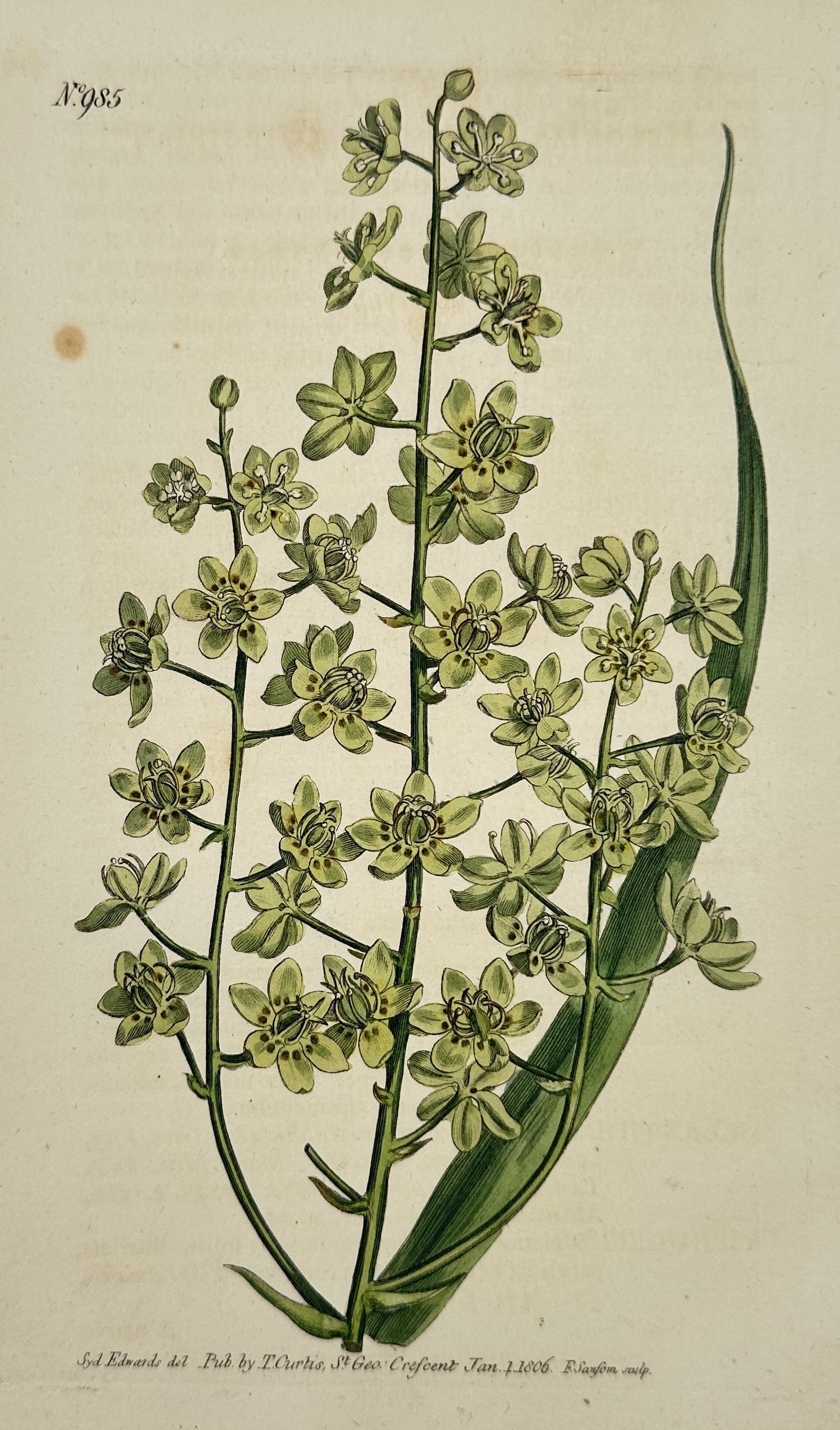 William Curtis – Botanical Study of the Veratrum Viride – hand colored engraving (1806): This hand colored engraving depicts a lush flowering spike of Veratrum viride, commonly known as green hellebore or Indian poke. The illustration features numerous star-shaped, greenish-yellow flowers