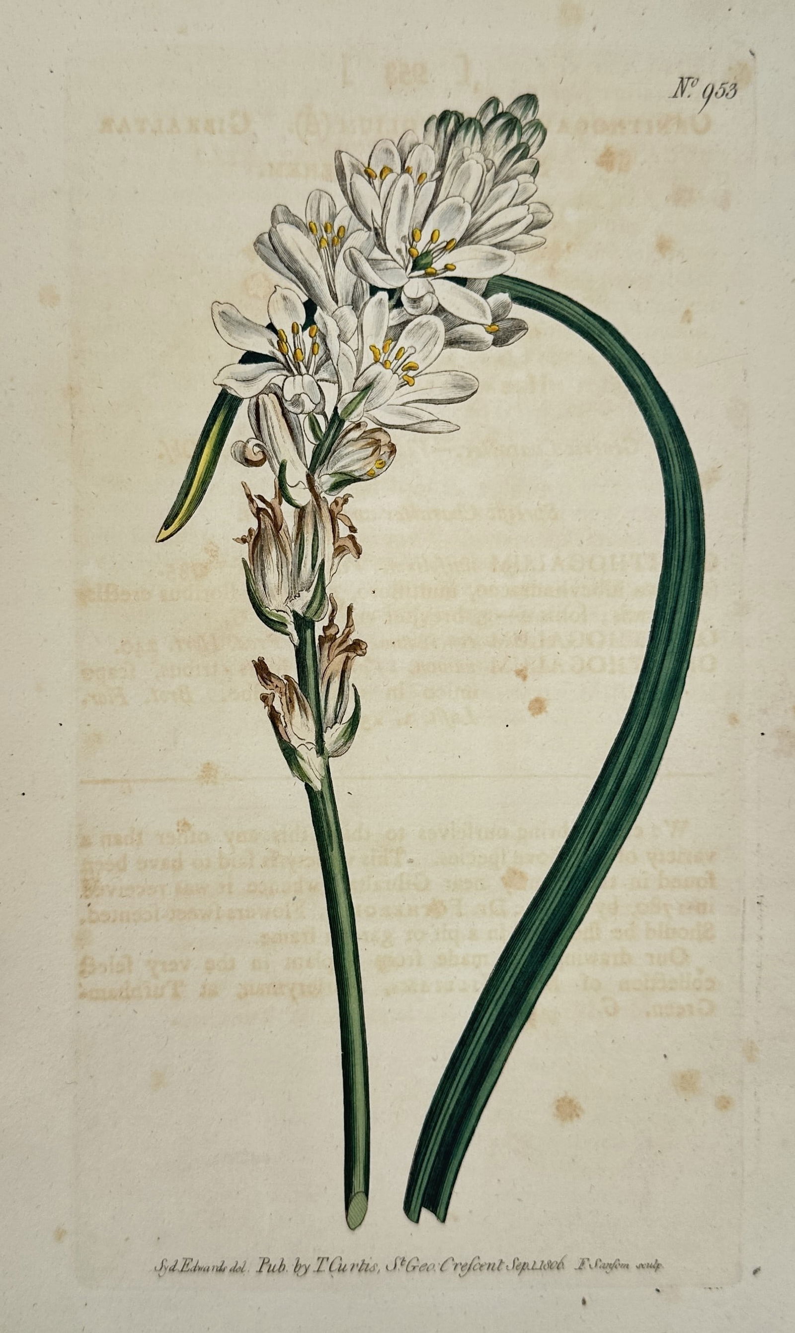 William Curtis – Botanical Study of the Gibraltar Star-of-Bethlehem – hand colored engraving (1 of 2)