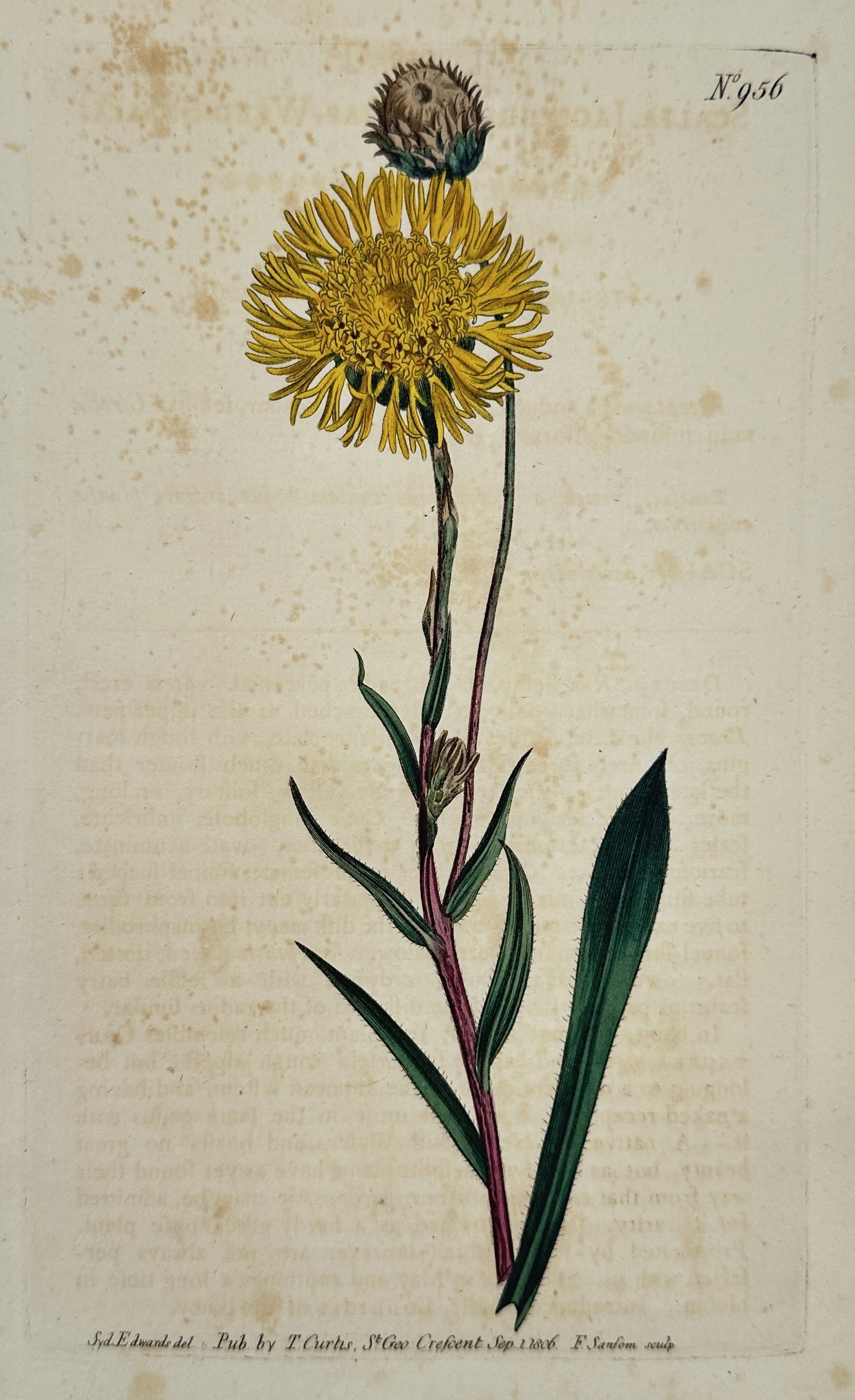 William Curtis – Botanical Study of the Yellow Alpine Catananche – hand colored engraving: This hand colored engraving depicts a flowering specimen of the yellow alpine catananche (Catananche lutea), featuring a prominent, multi-petaled yellow blossom at the apex of a slender, leafy stem. T