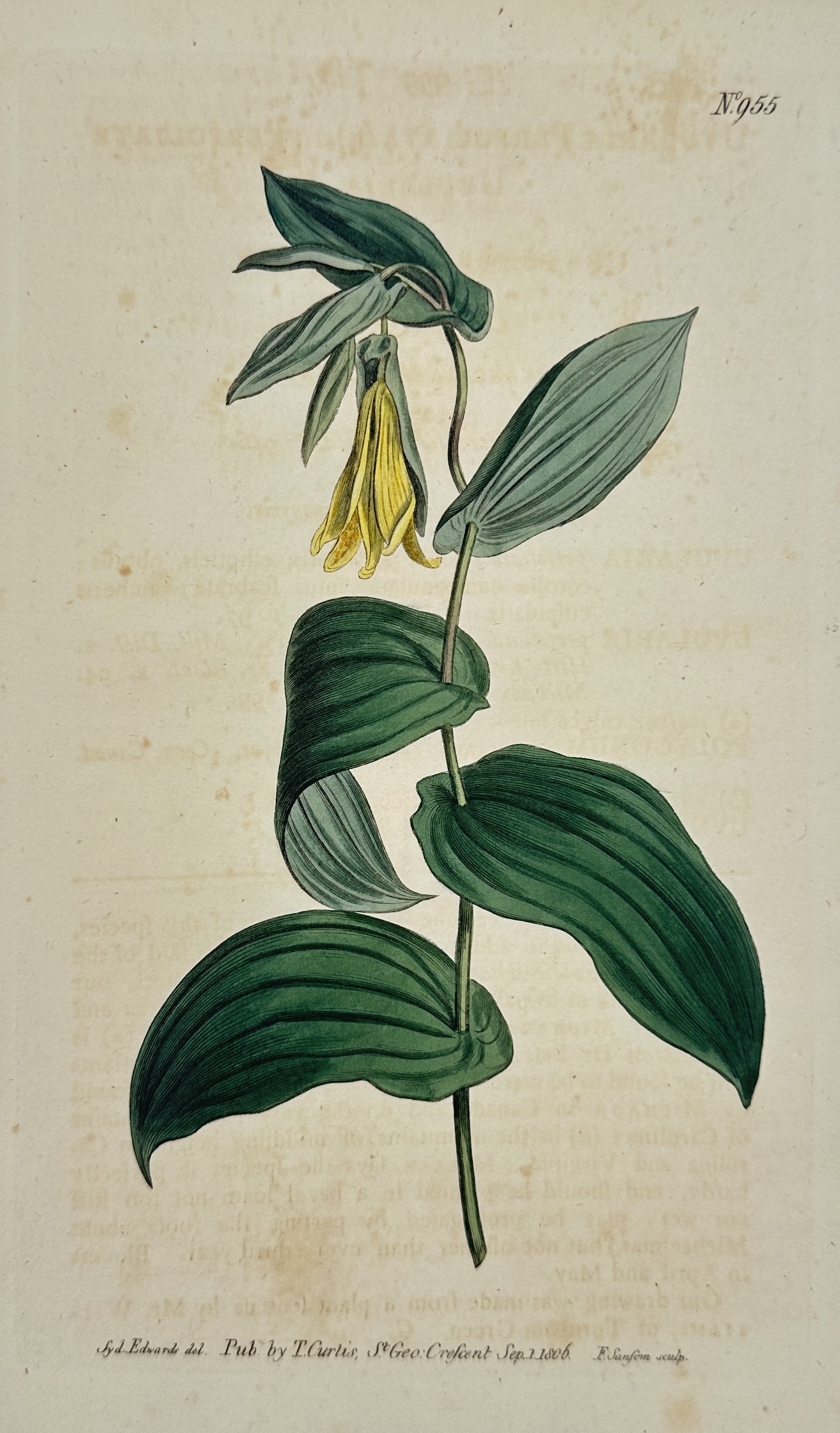 William Curtis – Botanical Study of the Flower – hand colored engraving (1806) (1 of 2)