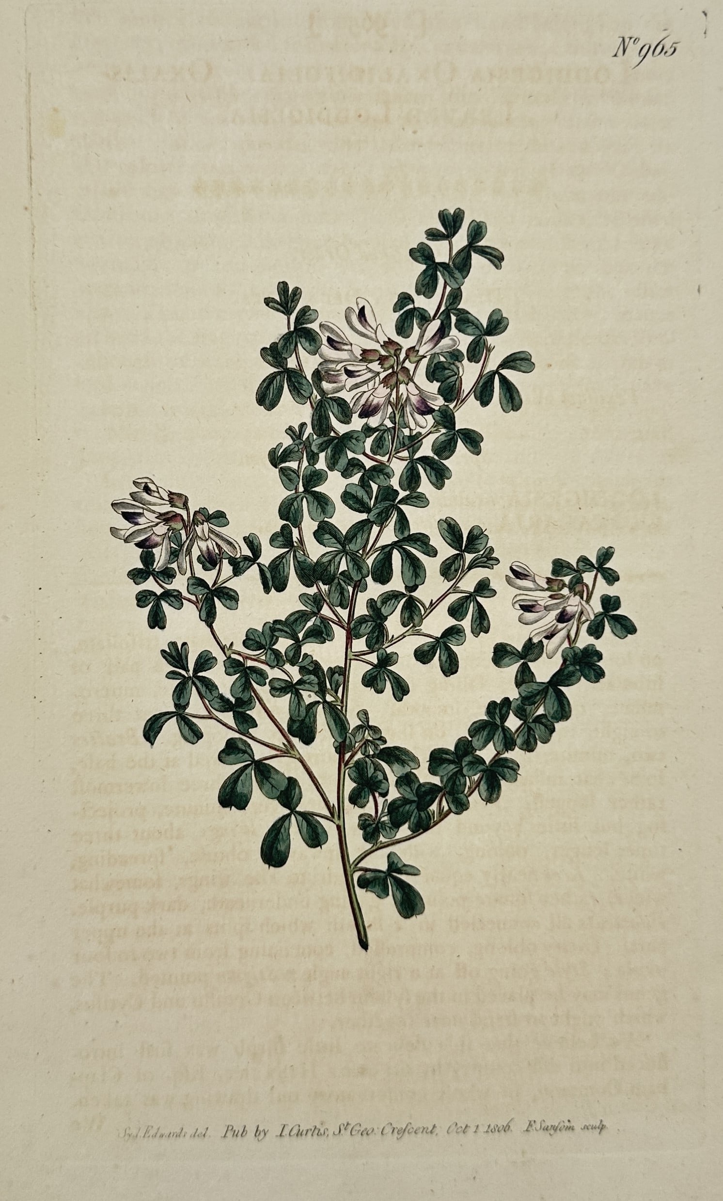 William Curtis – Botanical Study of the Cluster-flowered Cytisus – hand colored engraving (1808): This hand colored engraving depicts a flourishing branch of the cluster-flowered cytisus (Cytisus multiflorus), featuring dense terminal clusters of white pea-like blossoms with subtle purple veining.
