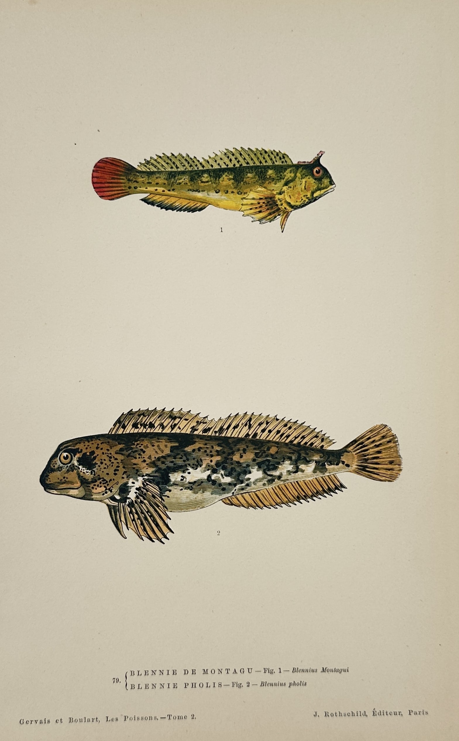 Jules Rothschild (1838–1900) – Montagu's Blenny and Shanny – chromolithograph (1877): This chromolithograph illustrates two species of the blenny family, with the Montagu's blenny shown in the upper portion and the shanny positioned below. The upper fish is rendered with a yellow-green