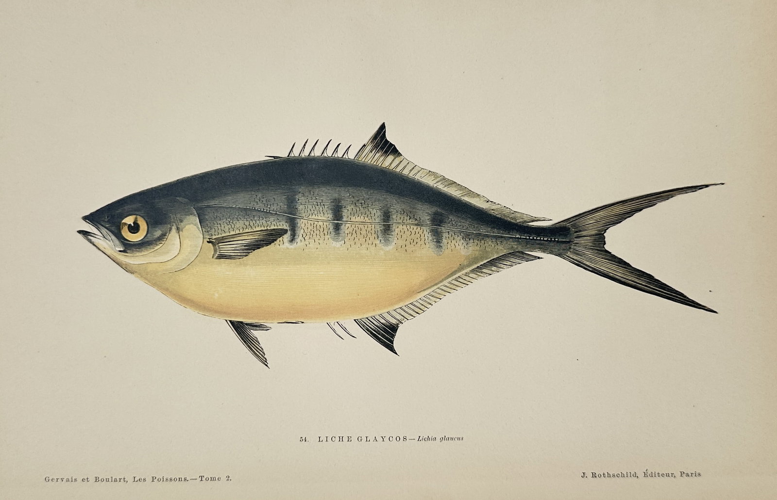 Jules Rothschild (1838–1900) – Bluefish (Liche Glauque) – chromolithograph (1877): This chromolithograph depicts a single bluefish (Lichia glauca), shown in a lateral profile that emphasizes its streamlined, aerodynamic body and forked caudal fin. The illustration captures the speci