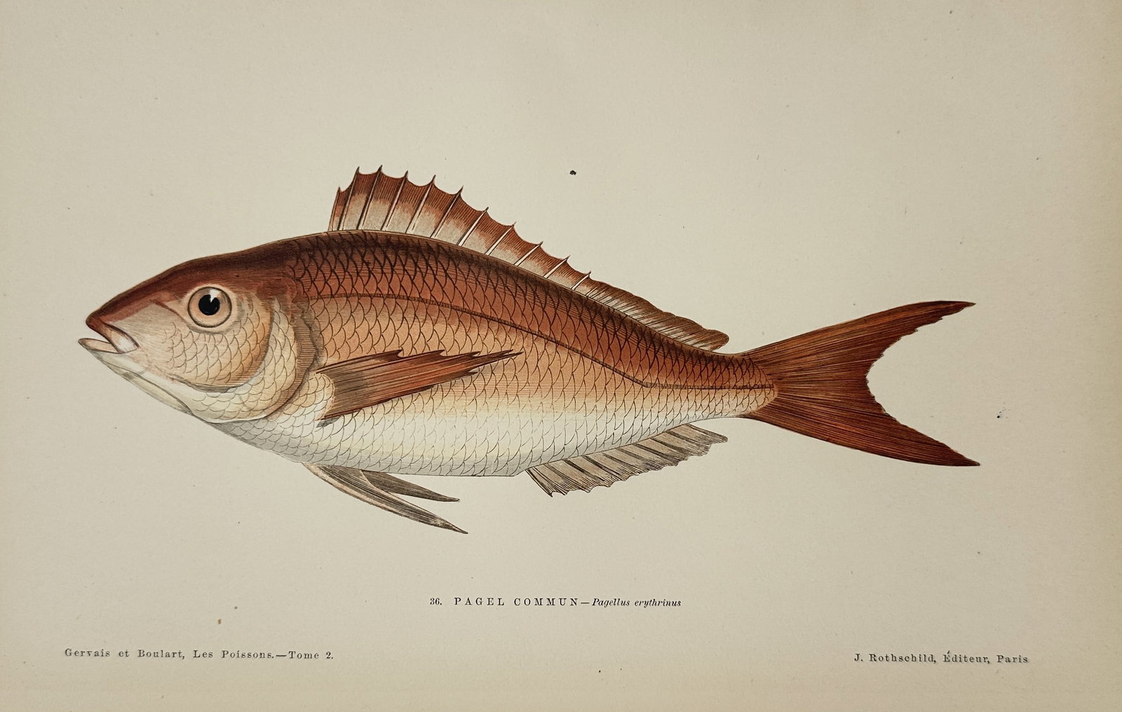 Jules Rothschild (1838–1900) – Common Pandora (Pagel Commun) – chromolithograph (1877): This chromolithograph depicts a single common pandora (Pagellus erythrinus), rendered in a lateral profile that highlights its characteristic oval-shaped body and delicate pinkish-red coloration. The 