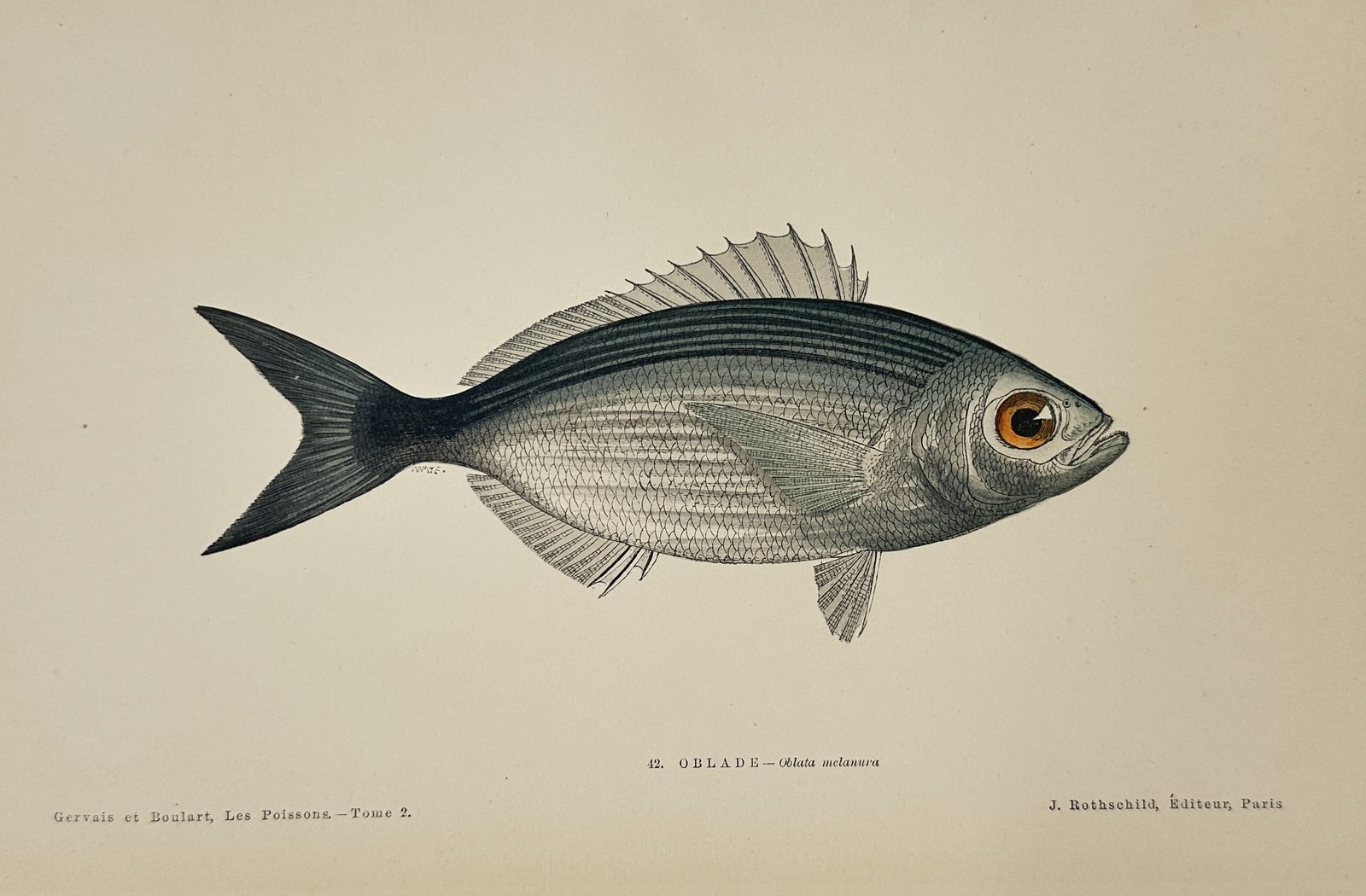 Jules Rothschild (1838–1900) – Saddled Seabream (Oblade) – chromolithograph (1877): This chromolithograph depicts a single saddled seabream (Oblada melanura), rendered in a lateral profile that highlights its characteristic oval body and silvery-grey coloration. The illustration accu