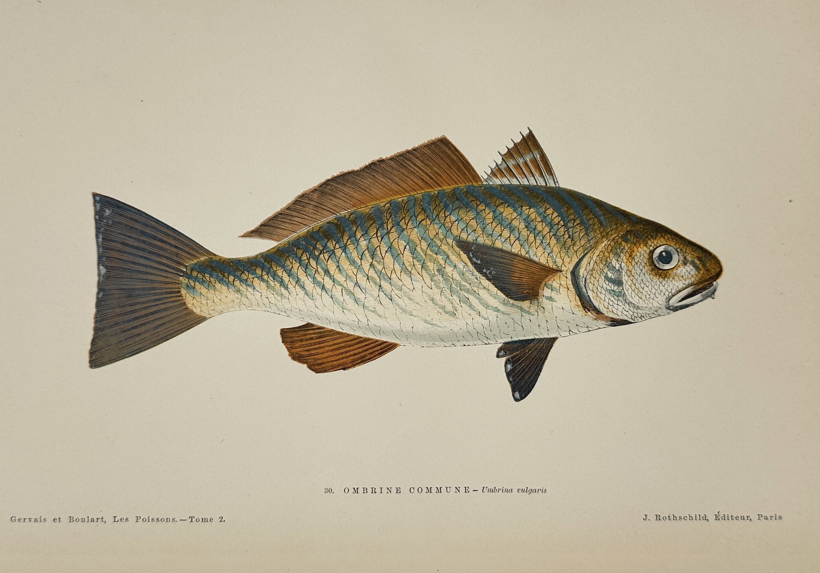 Jules Rothschild (1838–1900) – Shiathroat (Ombrine Commune) – chromolithograph (1877): This chromolithograph depicts a single shiathroat (Umbrina cirrosa, identified as Umbrina vulgaris), rendered in a lateral profile that highlights its robust body and characteristic golden-yellow undu