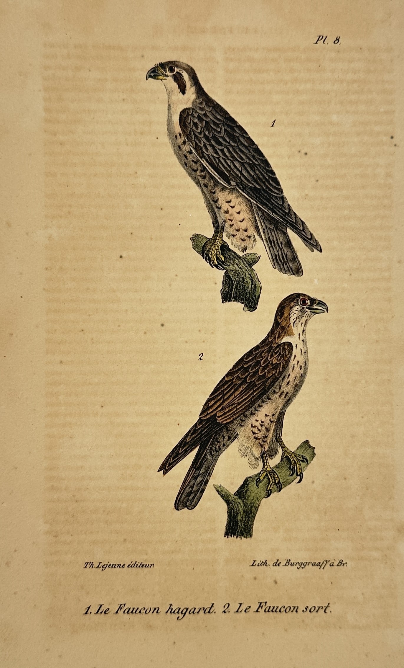 Georges-Louis Leclerc, Comte de Buffon – Peregrine Falcon and Saker Falcon – hand colored: This hand colored engraving illustrates two noble birds of prey, featuring a mature peregrine falcon (Le Faucon hagard) in the upper register and a saker falcon (Le Faucon sort) positioned below. Both