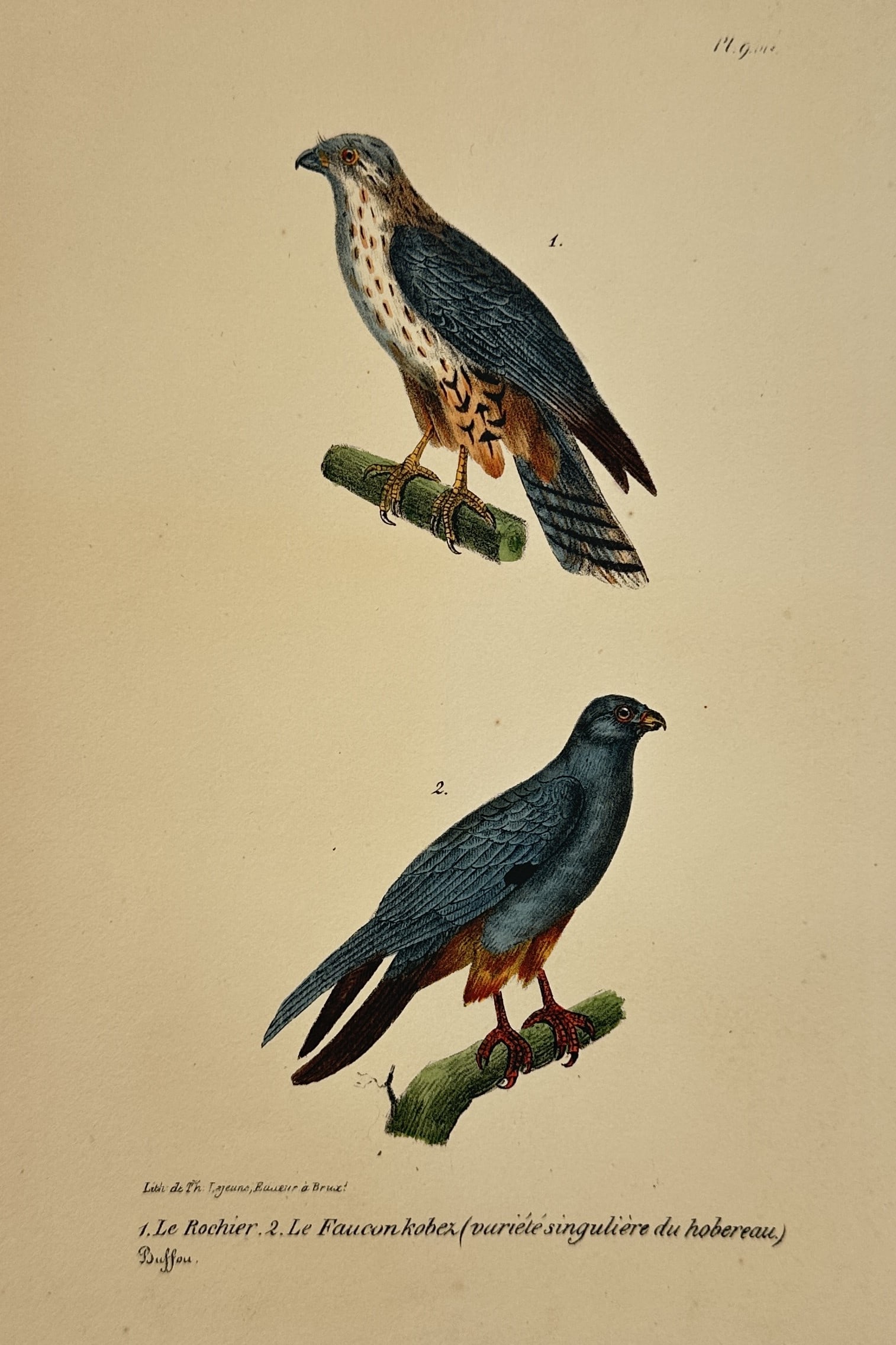 Georges-Louis Leclerc, Comte de Buffon – Eurasian Hobby and Red-footed Falcon (1 of 1)