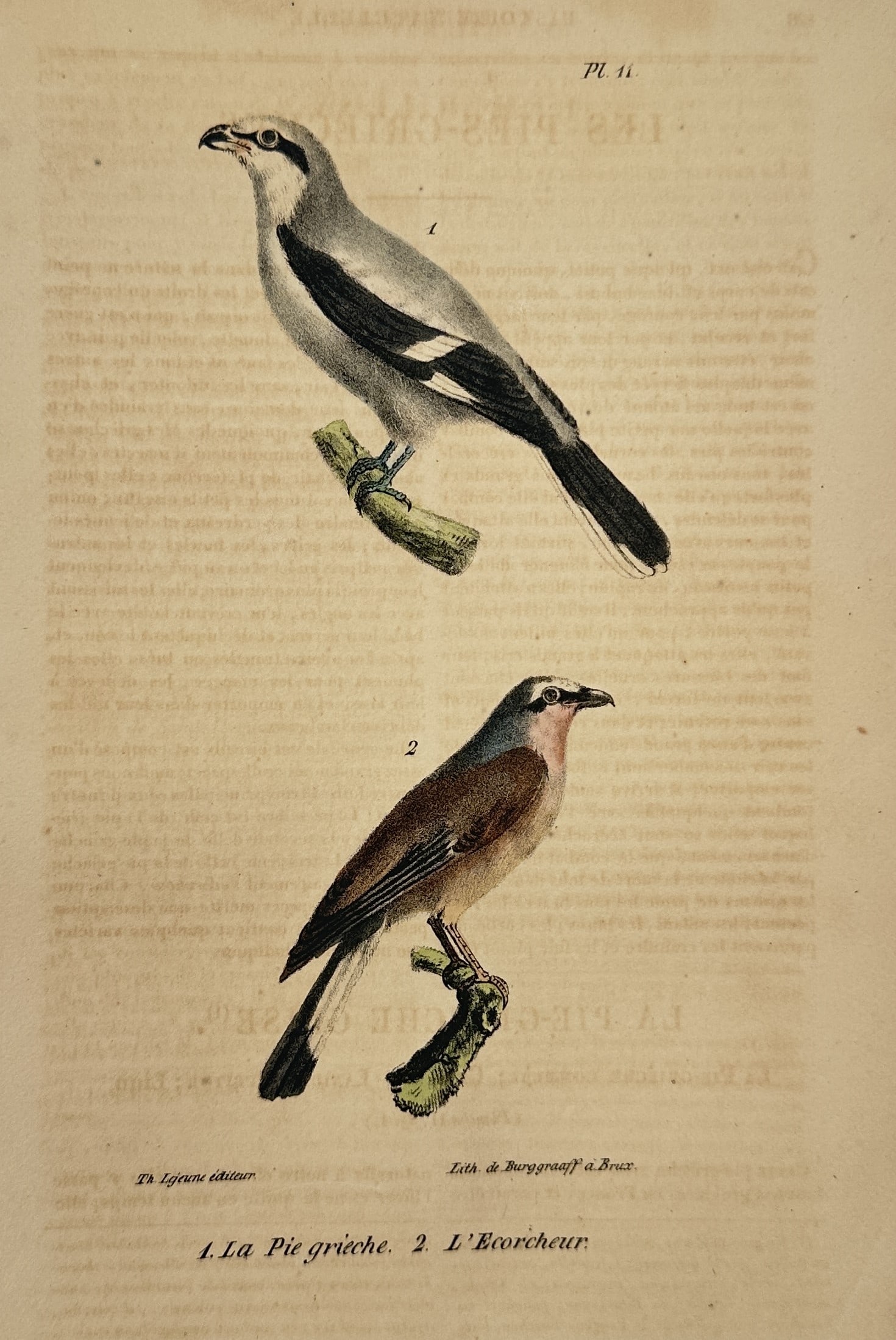 Georges-Louis Leclerc, Comte de Buffon – Great Grey Shrike and Red-backed Shrike: This hand colored engraving illustrates two members of the Laniidae family, featuring the great grey shrike (La Pie grièche) in the upper register and the red-backed shrike (L'Écorcheur) positioned