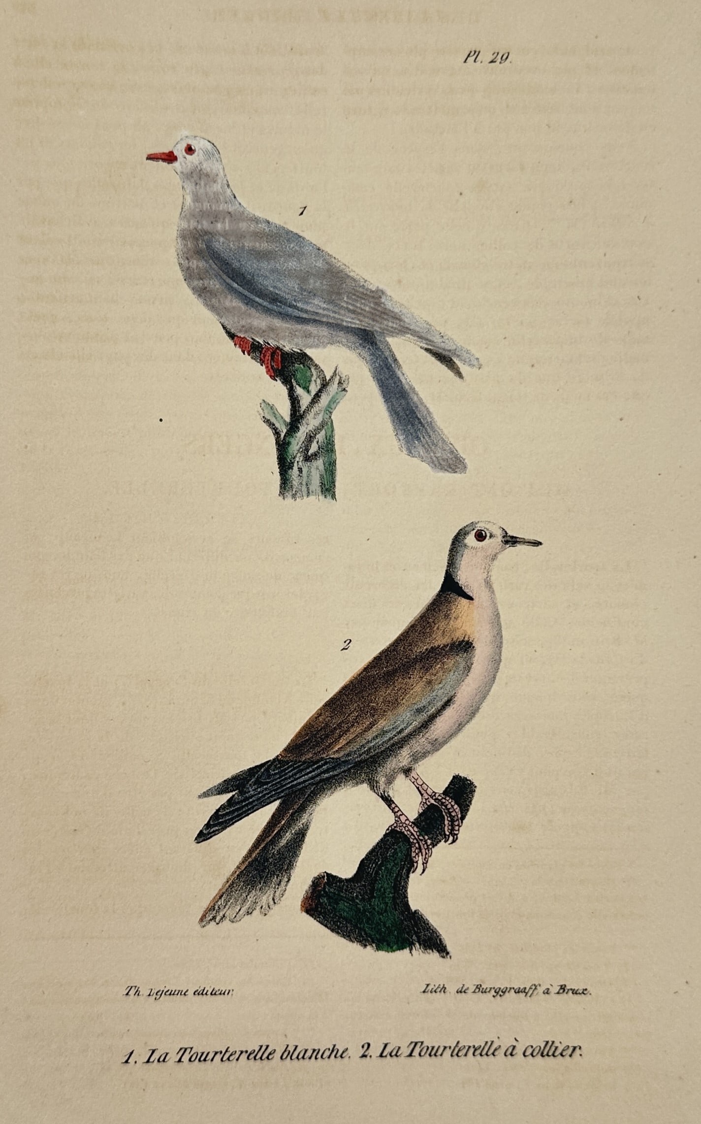 Georges-Louis Leclerc, Comte de Buffon – Barbary Dove and Collared Dove – hand colored engraving (1 of 2)