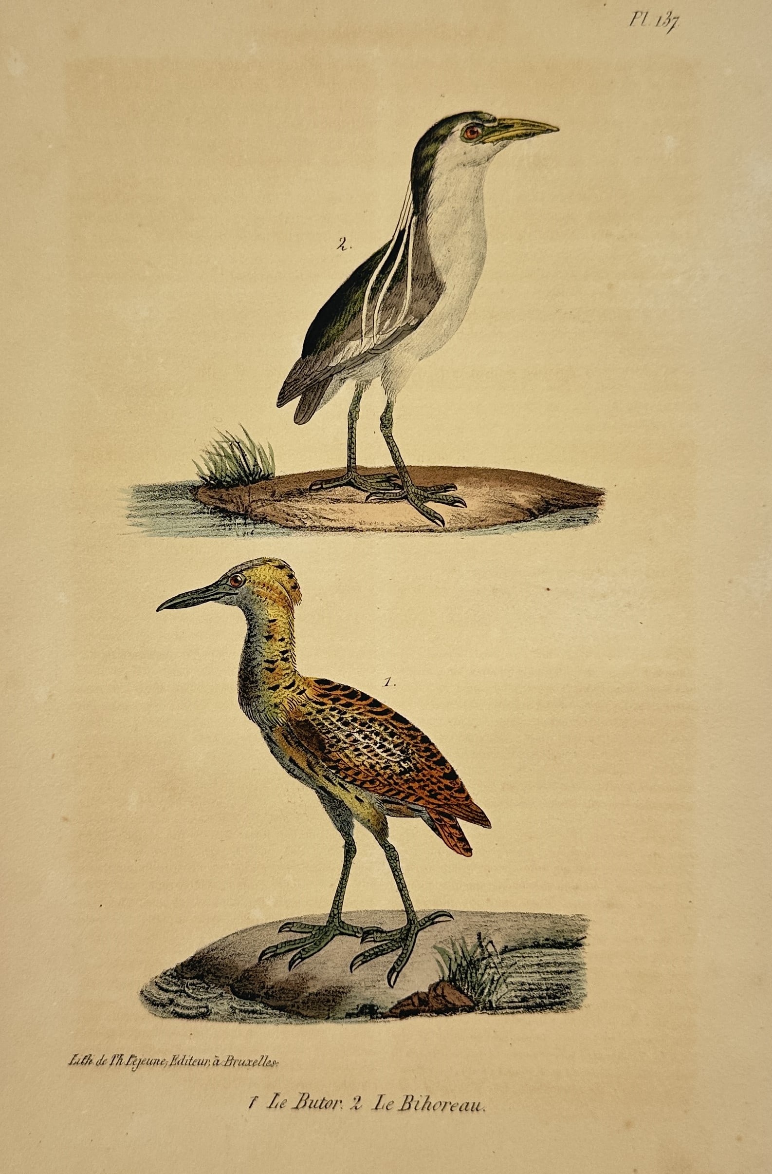Georges-Louis Leclerc, Comte de Buffon – Eurasian Bittern and Black-crowned Night Heron: This hand colored engraving illustrates two wading birds from the Ardeidae family, featuring the Eurasian bittern in the lower register and the black-crowned night heron positioned above. Both specime