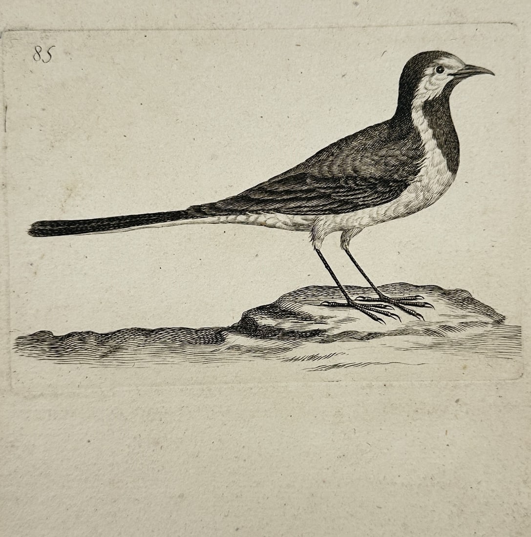 Unknown Artist – Study of a Wagtail – engraving (1830) (1 of 2)