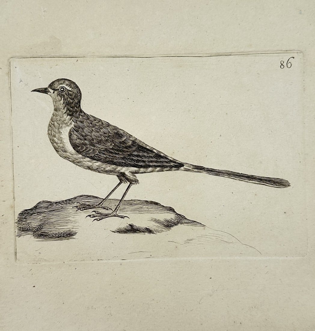 Unknown Artist – Study of a Wagtail in Profile – engraving (1830) (1 of 2)