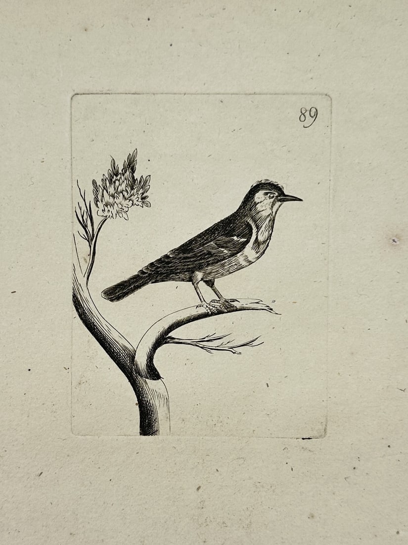 Unknown Artist – Songbird on a Branch – engraving (1830): This engraving depicts a single songbird perched atop a curved, budding branch, rendered in a lateral profile that captures its alert posture and delicate proportions. The illustration utilizes fine l