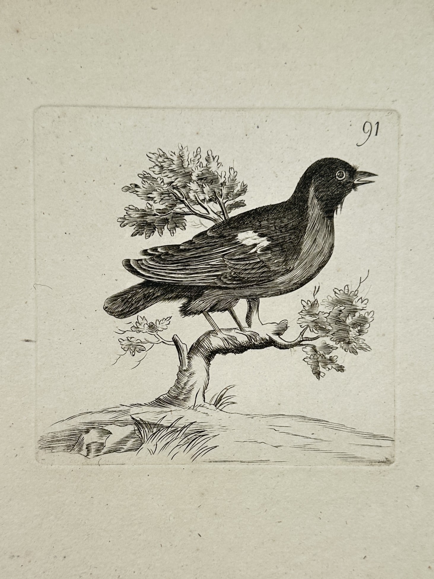 Unknown Artist – Study of a Songbird in Profile – engraving (1830) (1 of 2)