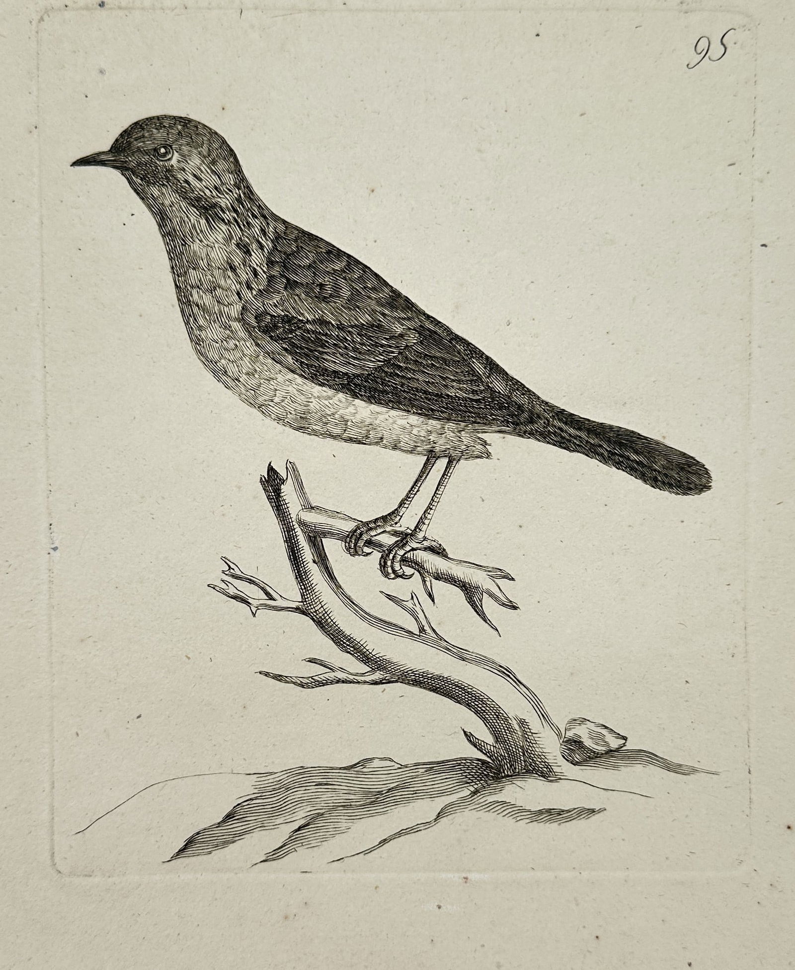 Unknown Artist – Study of a Songbird on a Branch – engraving (1830) (1 of 2)
