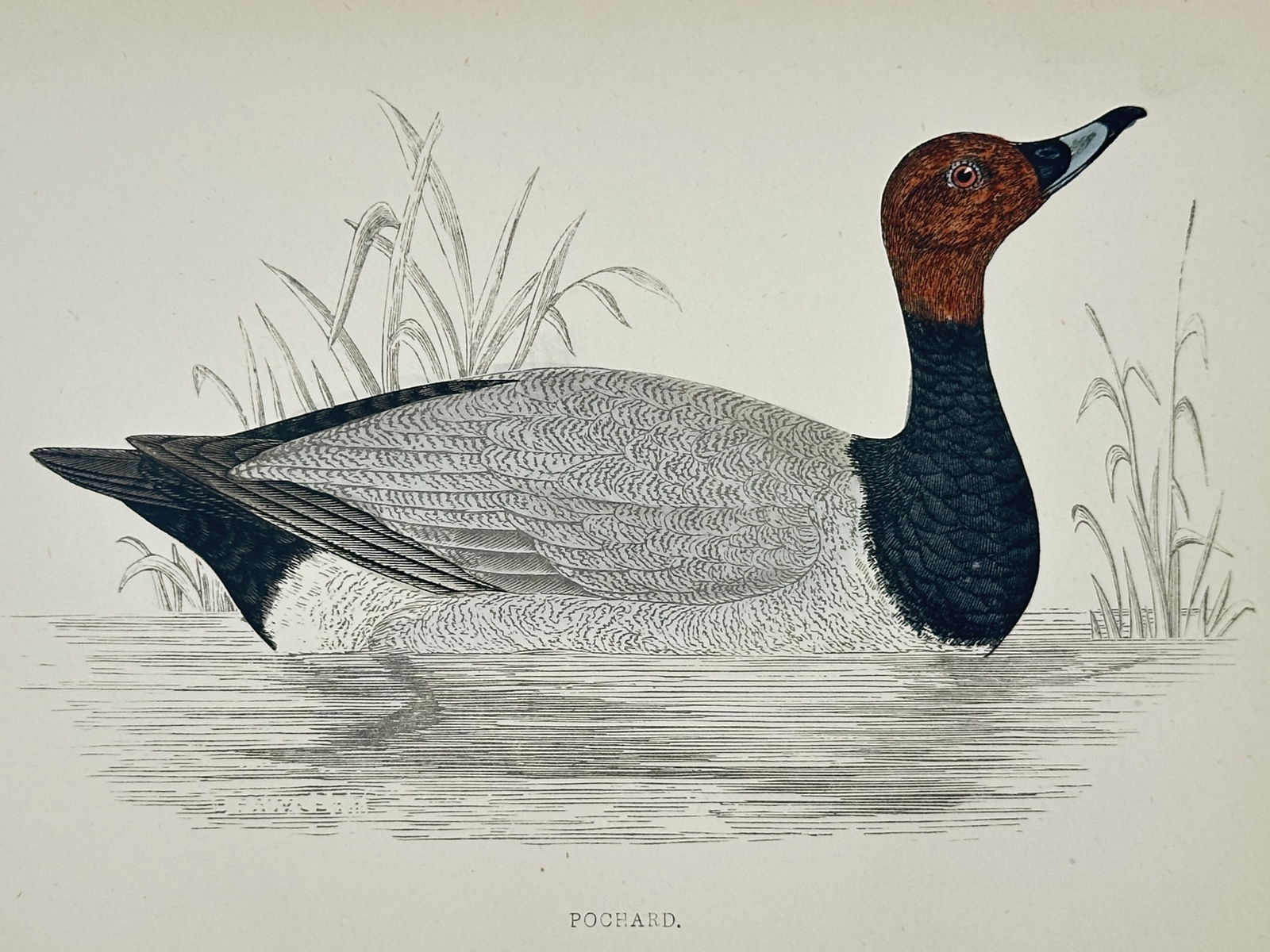 Francis Orpen Morris (1810–1893) – Common Pochard – wood engraving (1870) (1 of 2)